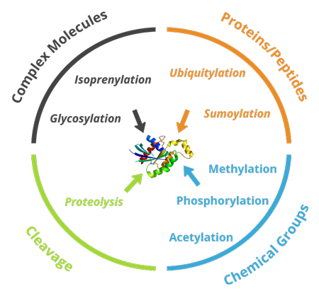  Different types of post-translational modifications affecting western blot band size illustration