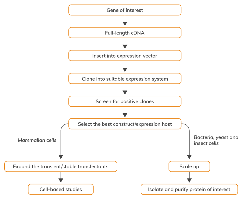 Seven basic steps of recombinant protein production flowchart 