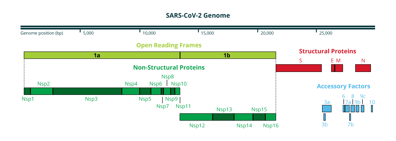 sars-cov2-genome-image
