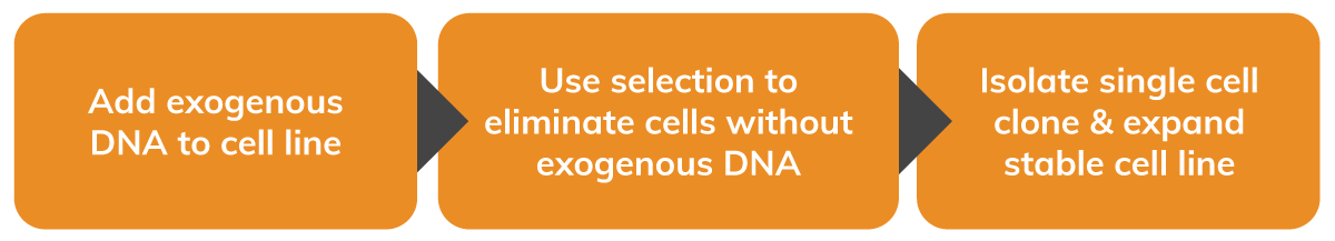 Three general steps to generate a stable cell line illustration 