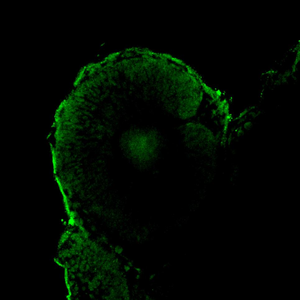 Jakub Famulski's testimonial on antibody services