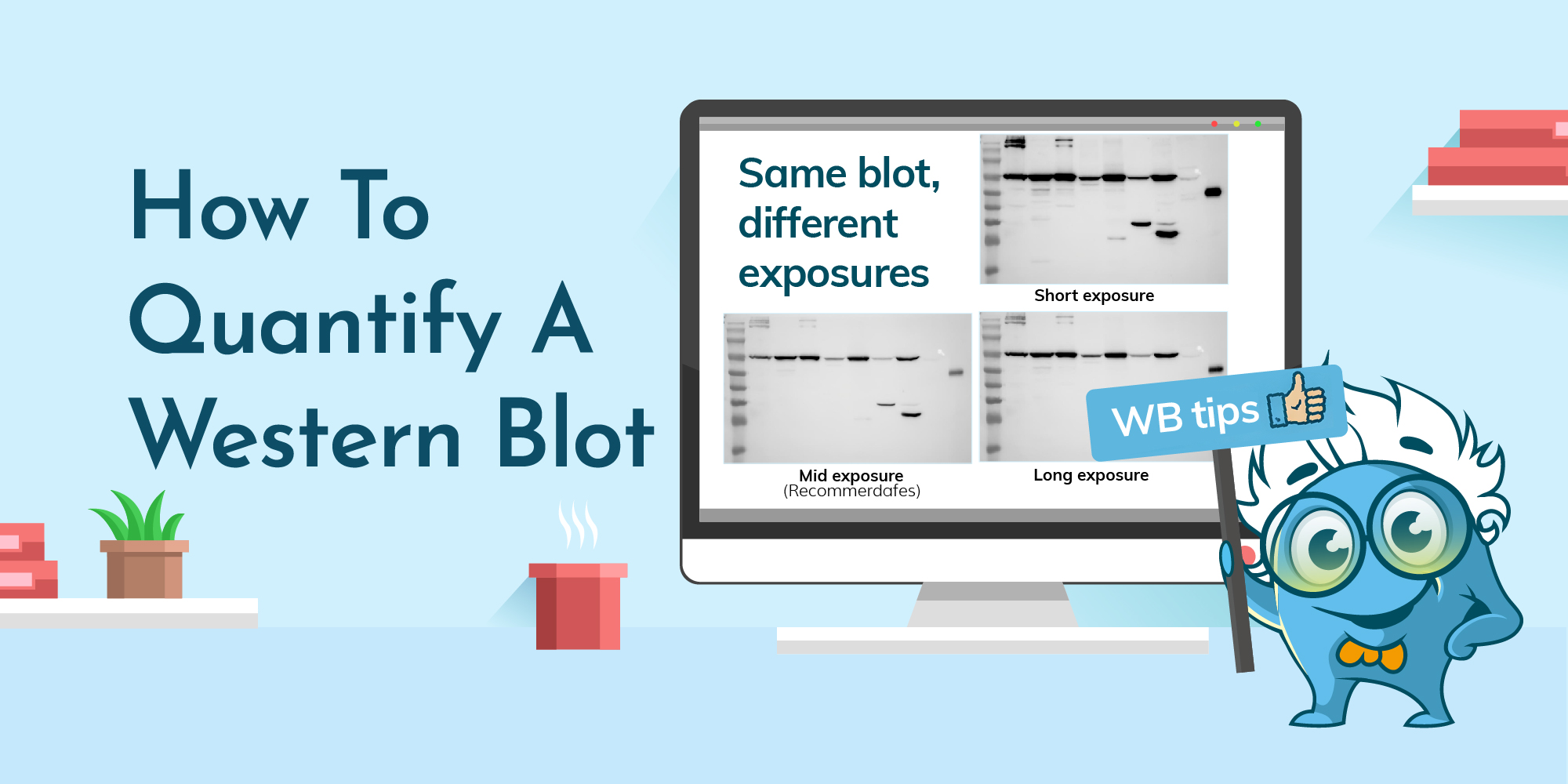 How to Quantify a Western Blot