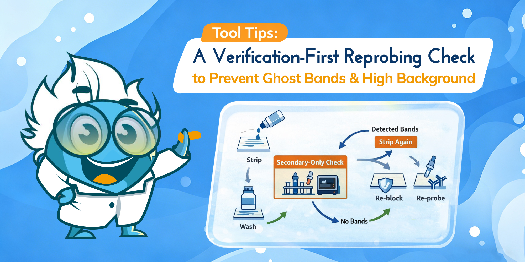Western Blot Stripping Buffer Protocol