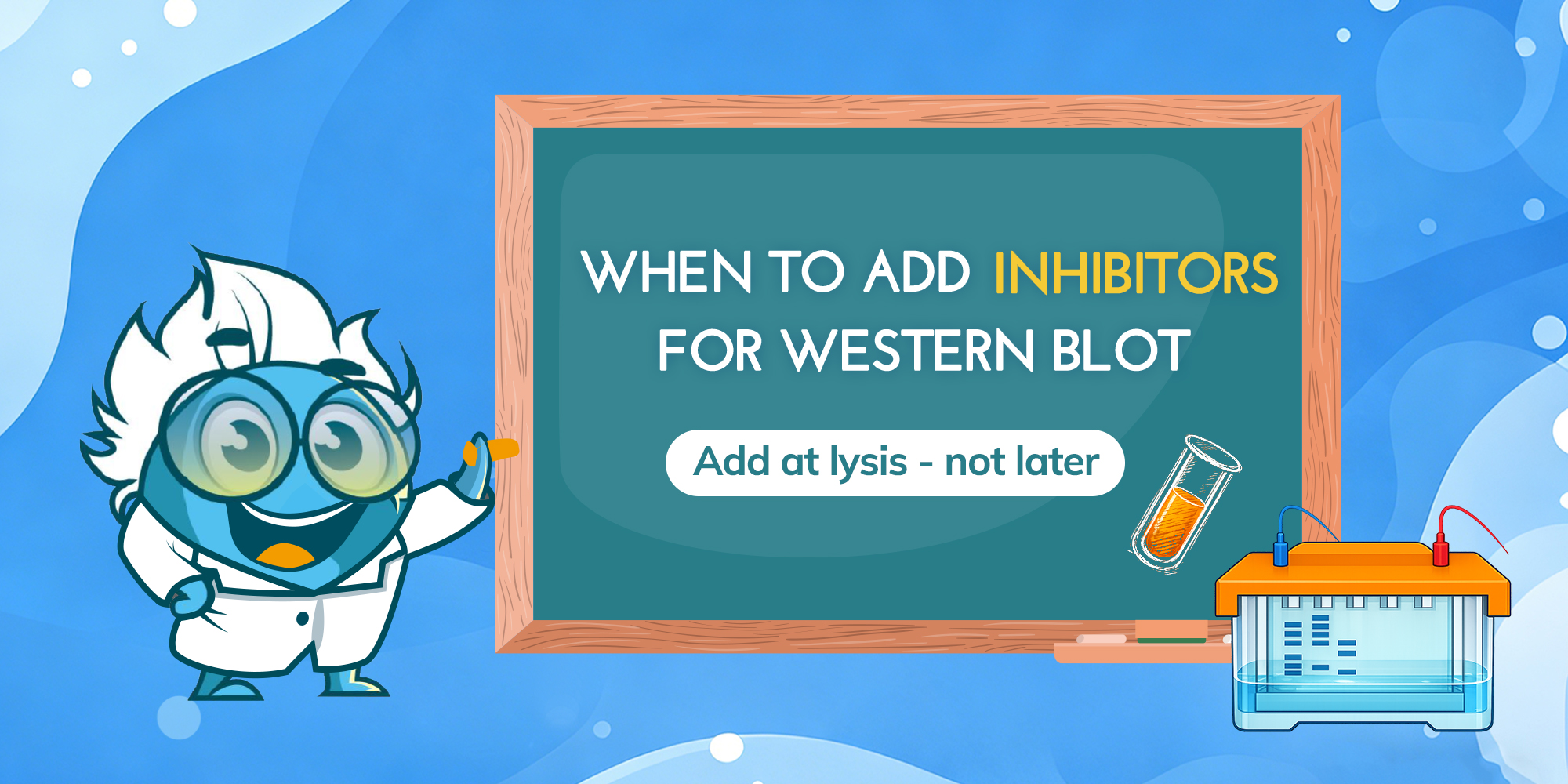 When to Add Protease and Phosphatase Inhibitors for Western Blot