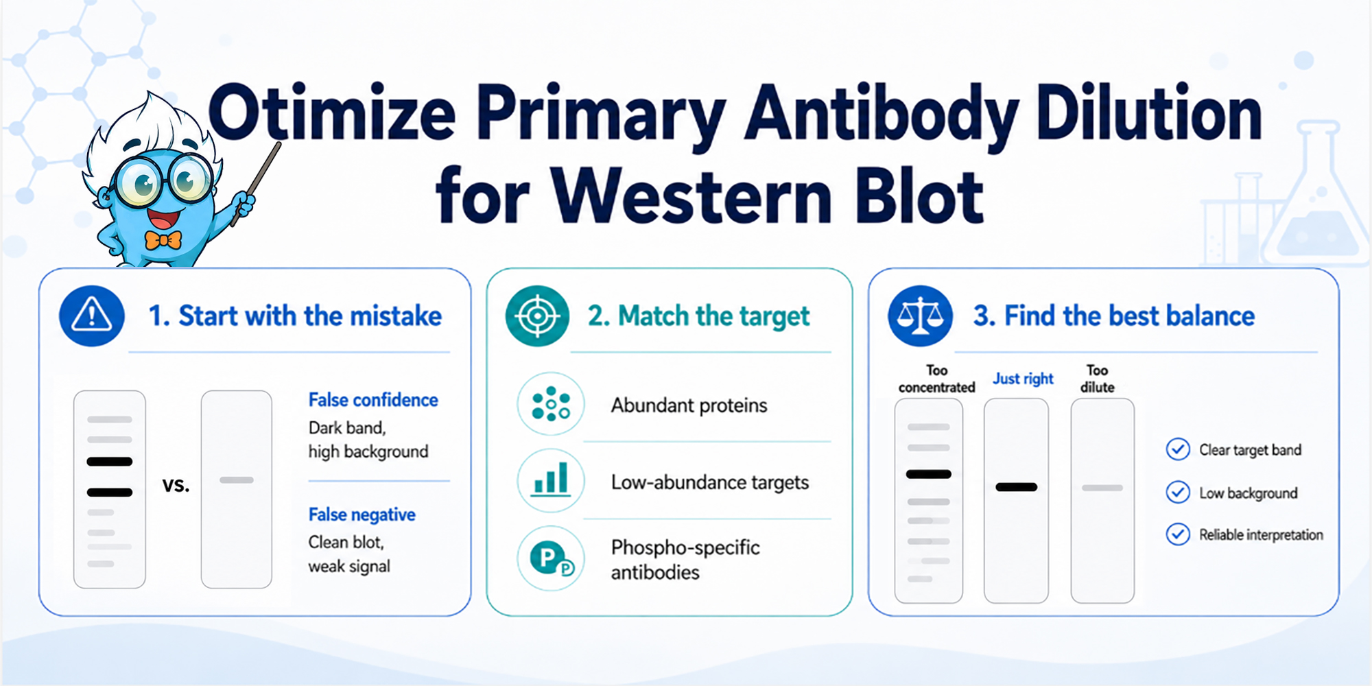 Infographic showing how to optimize primary antibody dilution for Western blot by matching antibody concentration to target abundance and balancing signal strength with background noise.