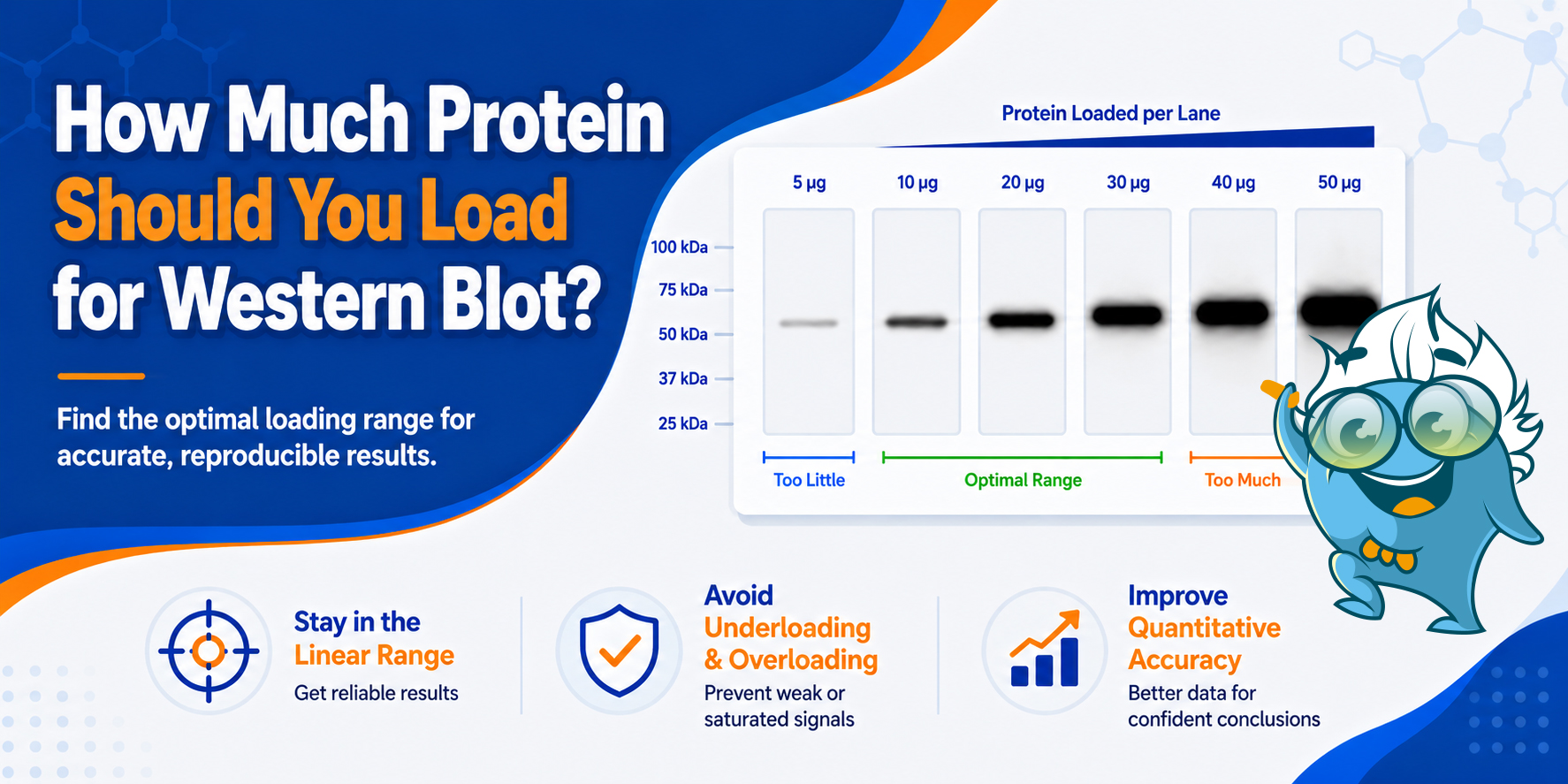 How Much Protein Should You Load for Western Blot?