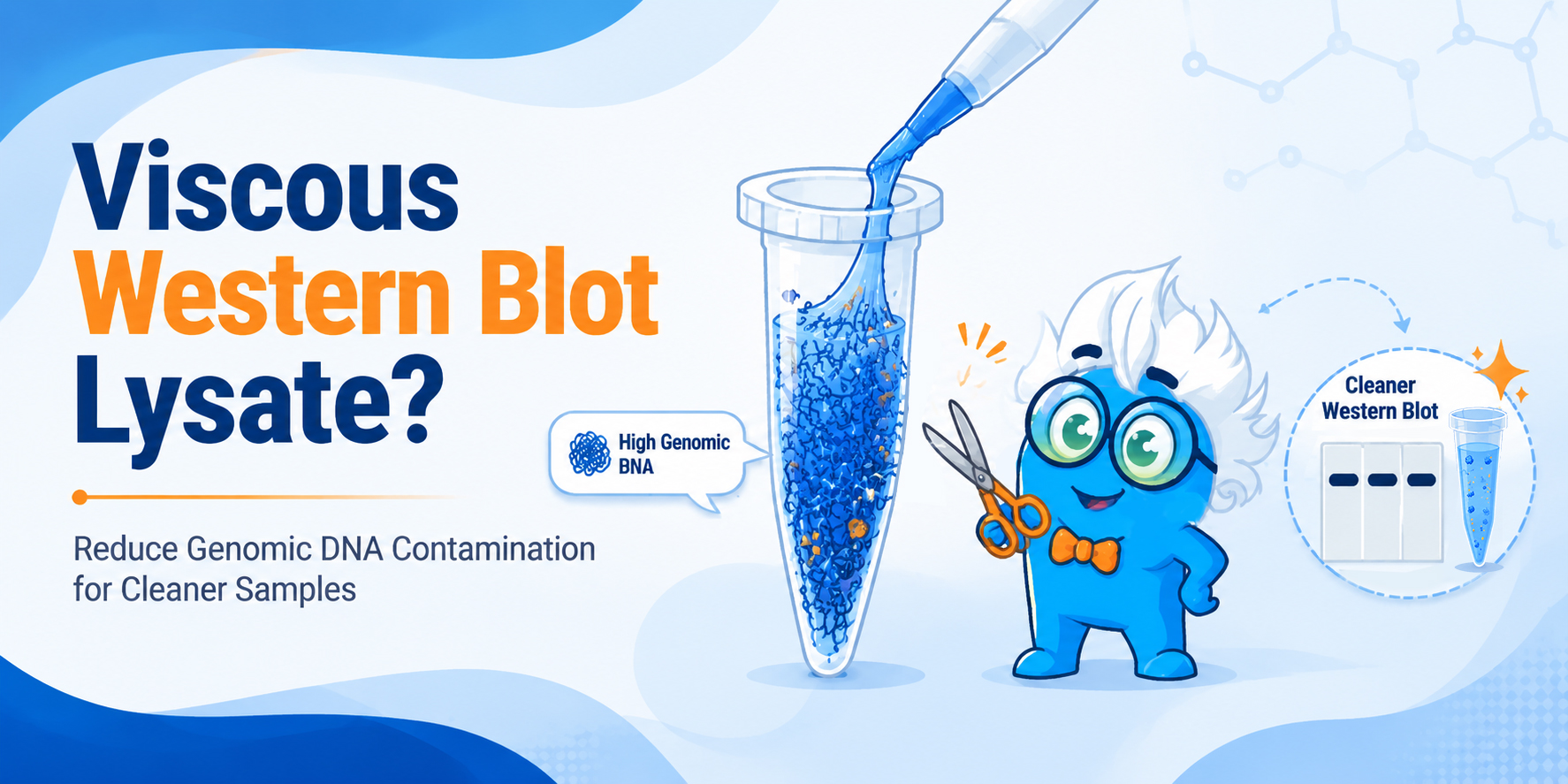 Viscous Western Blot Lysate? How to Reduce Genomic DNA Contamination