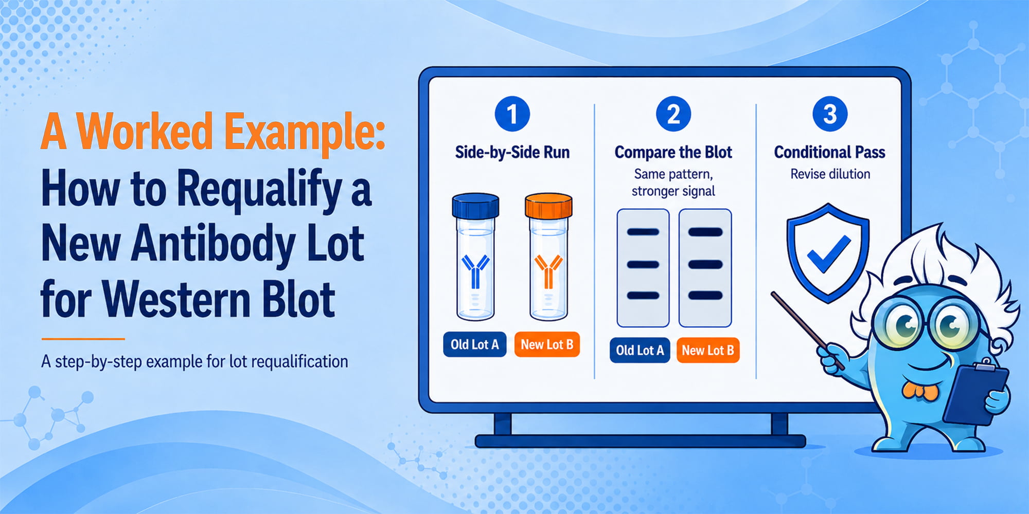  A Worked Example: How to Requalify a New Antibody Lot for Western Blot