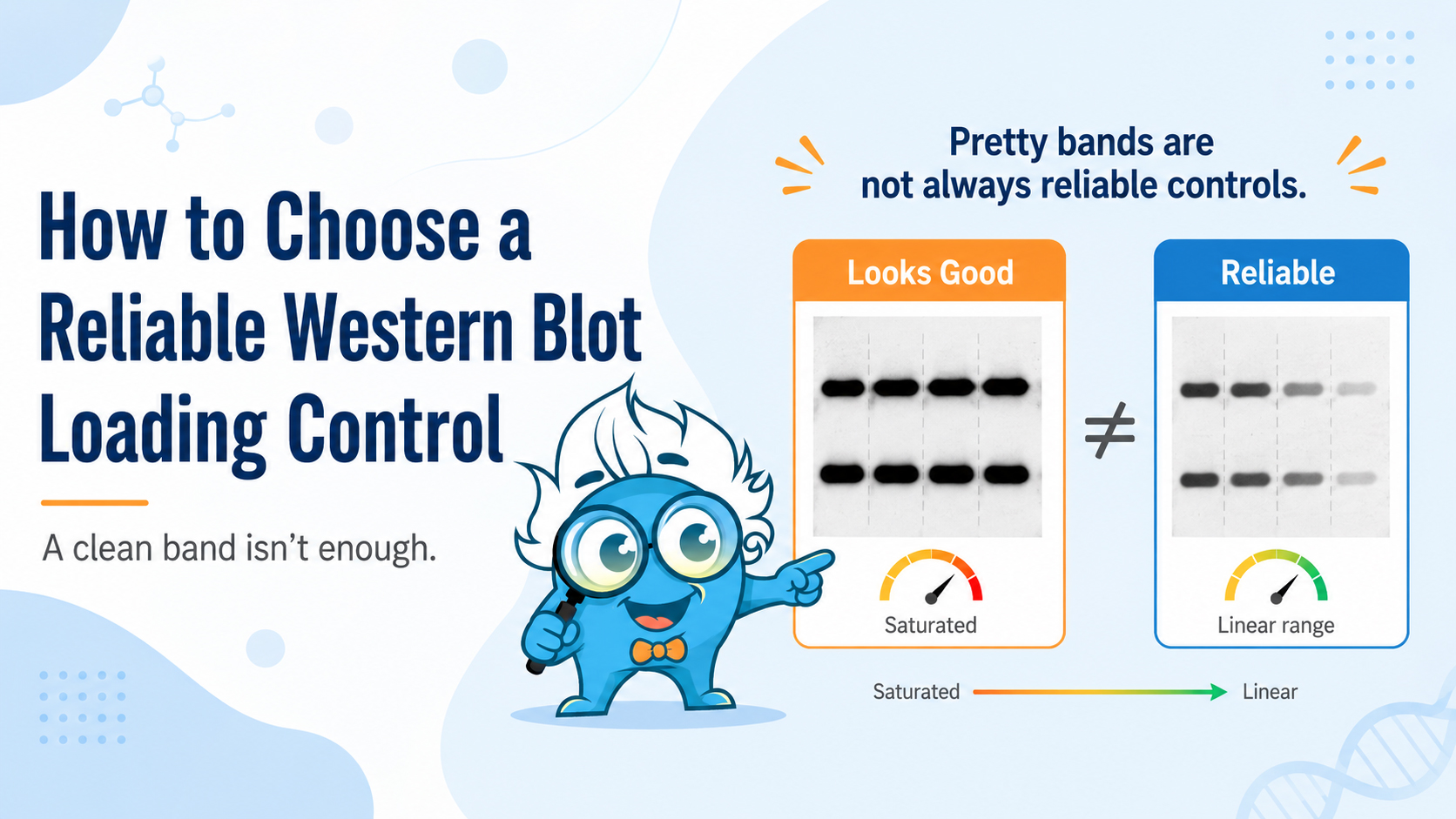 How to Choose a Reliable Western Blot Loading Control