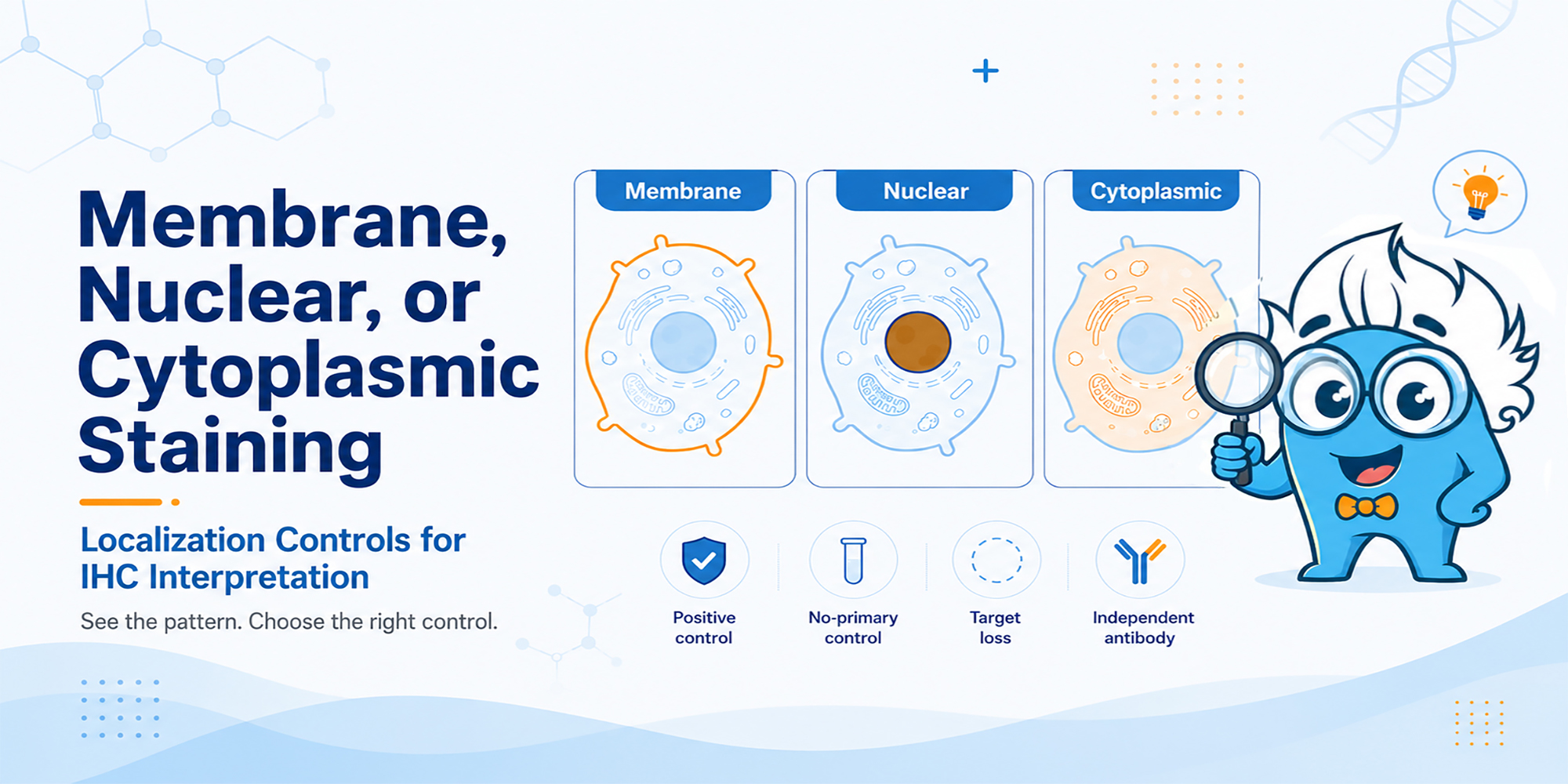Membrane, Nuclear, or Cytoplasmic Staining: Localization Controls for IHC Interpretation