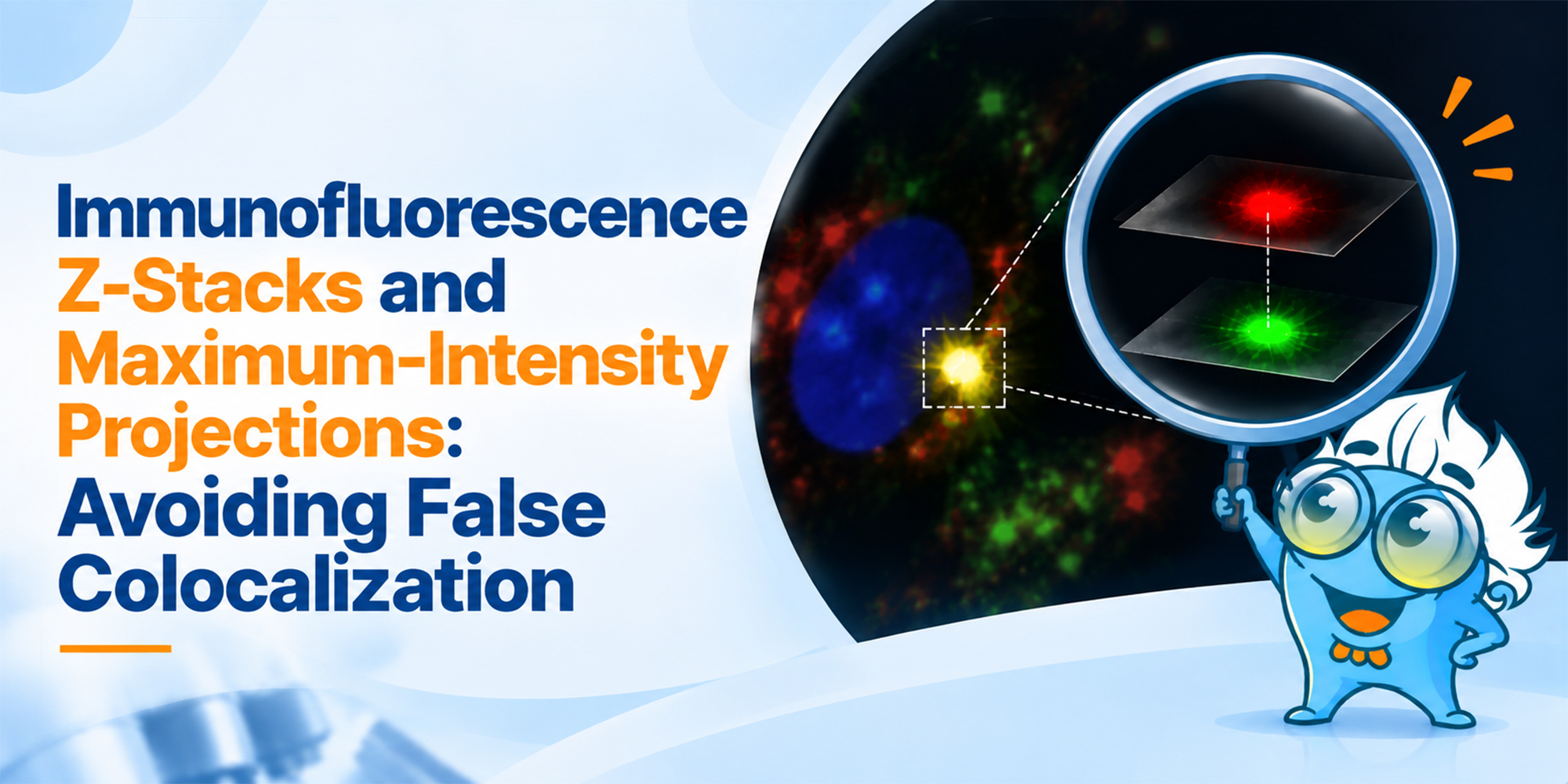 Immunofluorescence Z-Stacks and Maximum-Intensity Projections: Avoiding False Colocalization