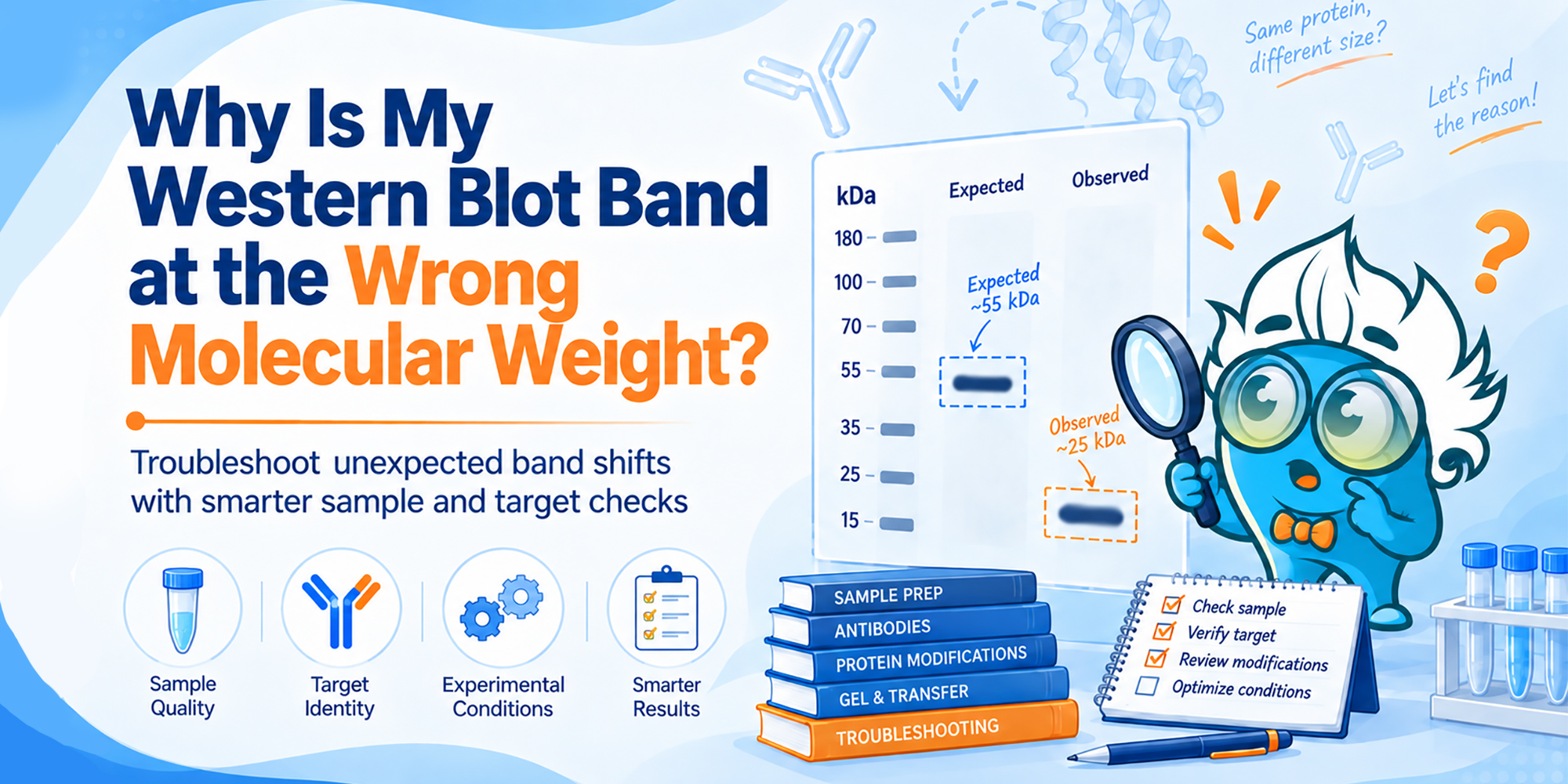 Why Is My Western Blot Band at the Wrong Molecular Weight?