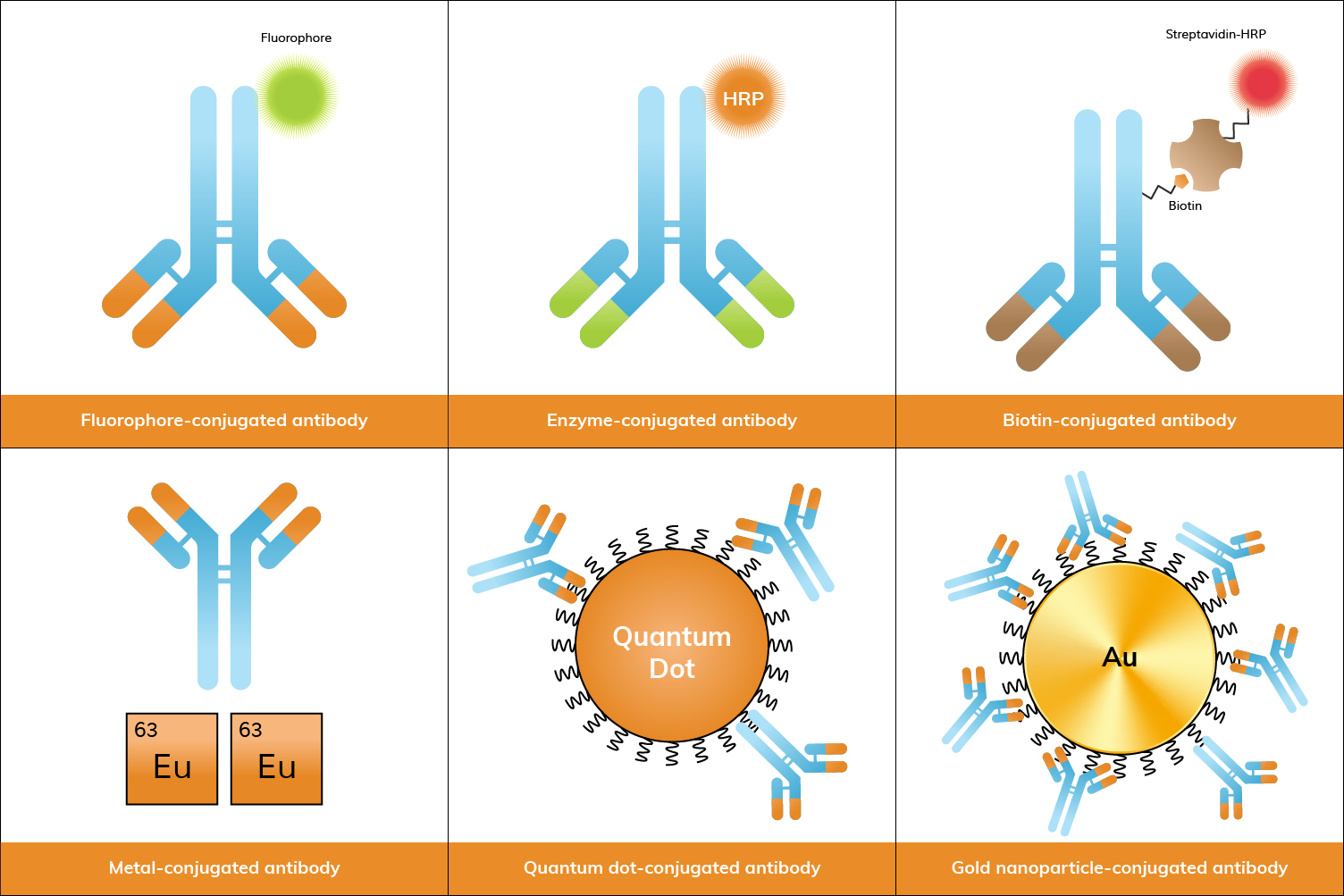 Common Antibody Conjugates for Research