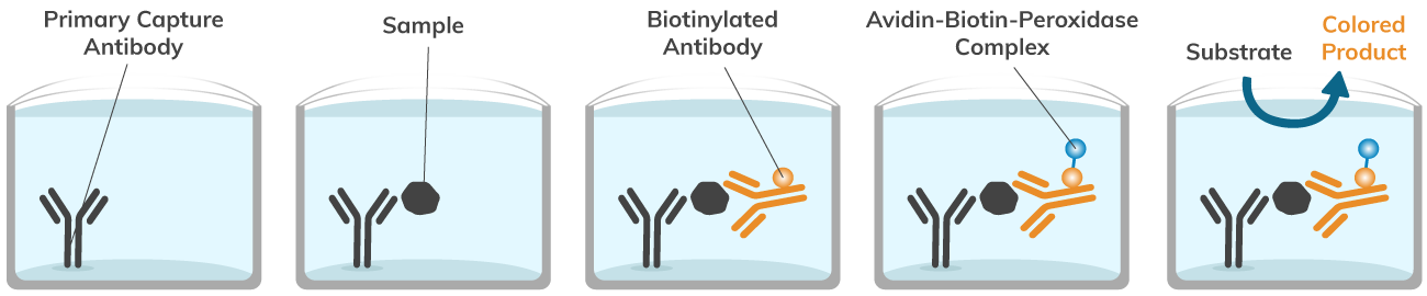 Avidin-Biotin Interaction in Assays