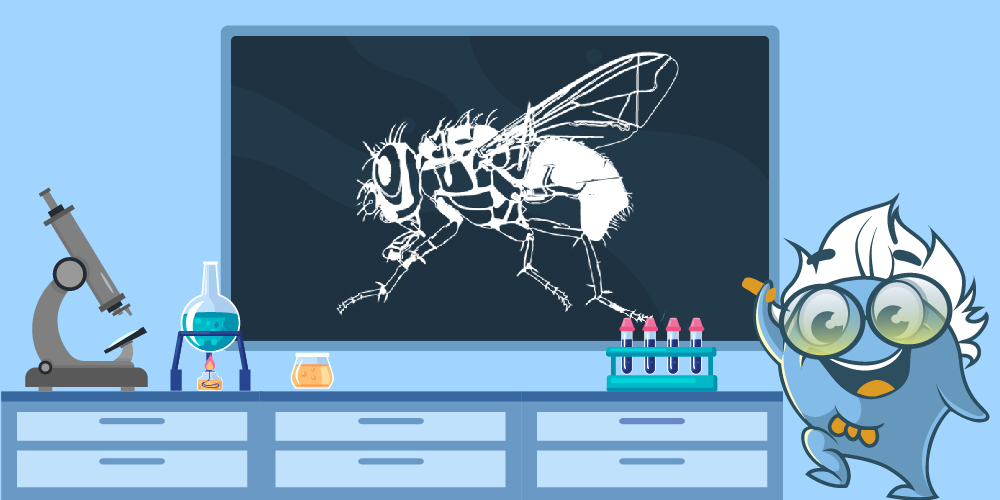 Drosophila melanogaster as a Model Organism