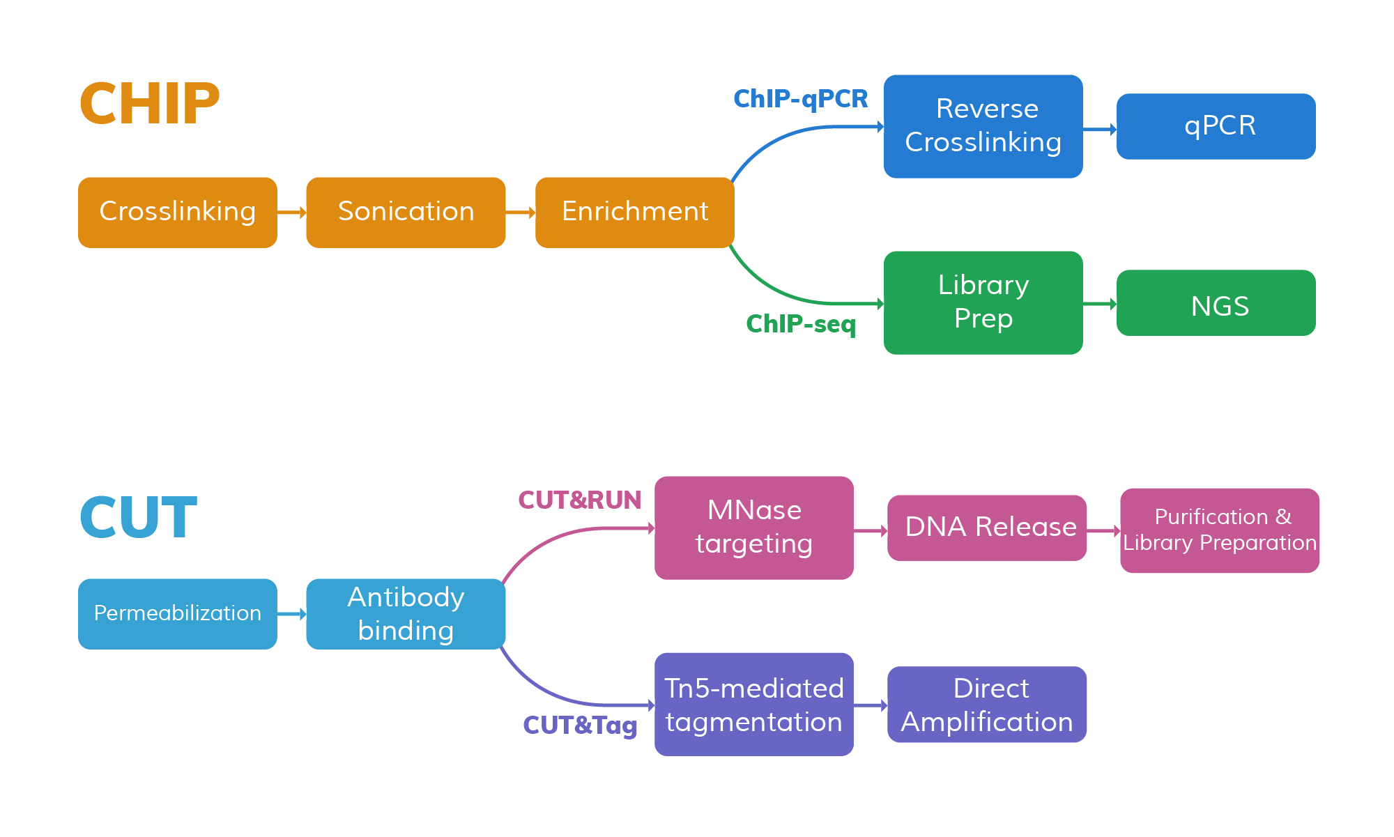 A Comprehensive Guide to Epigenomic Profiling: ChIP-qPCR, ChIP-seq, CUT&RUN, CUT&Tag, and More