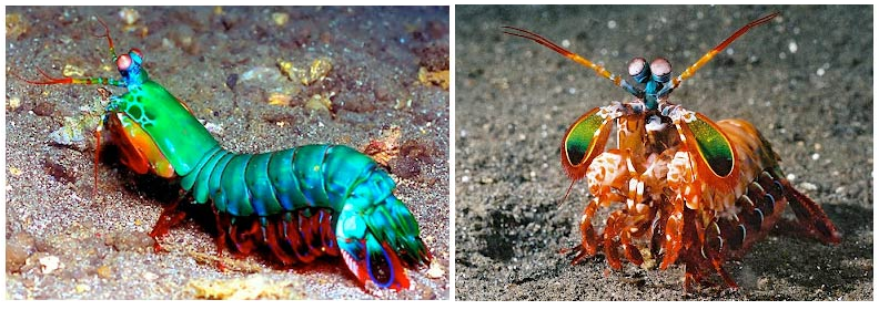 6 Helpful Tips for FACS Multicolor Panel Design