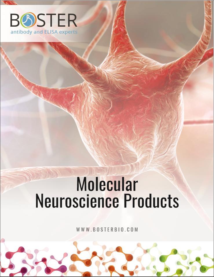 Boster Molecular Neuroscience Research Product Catalog