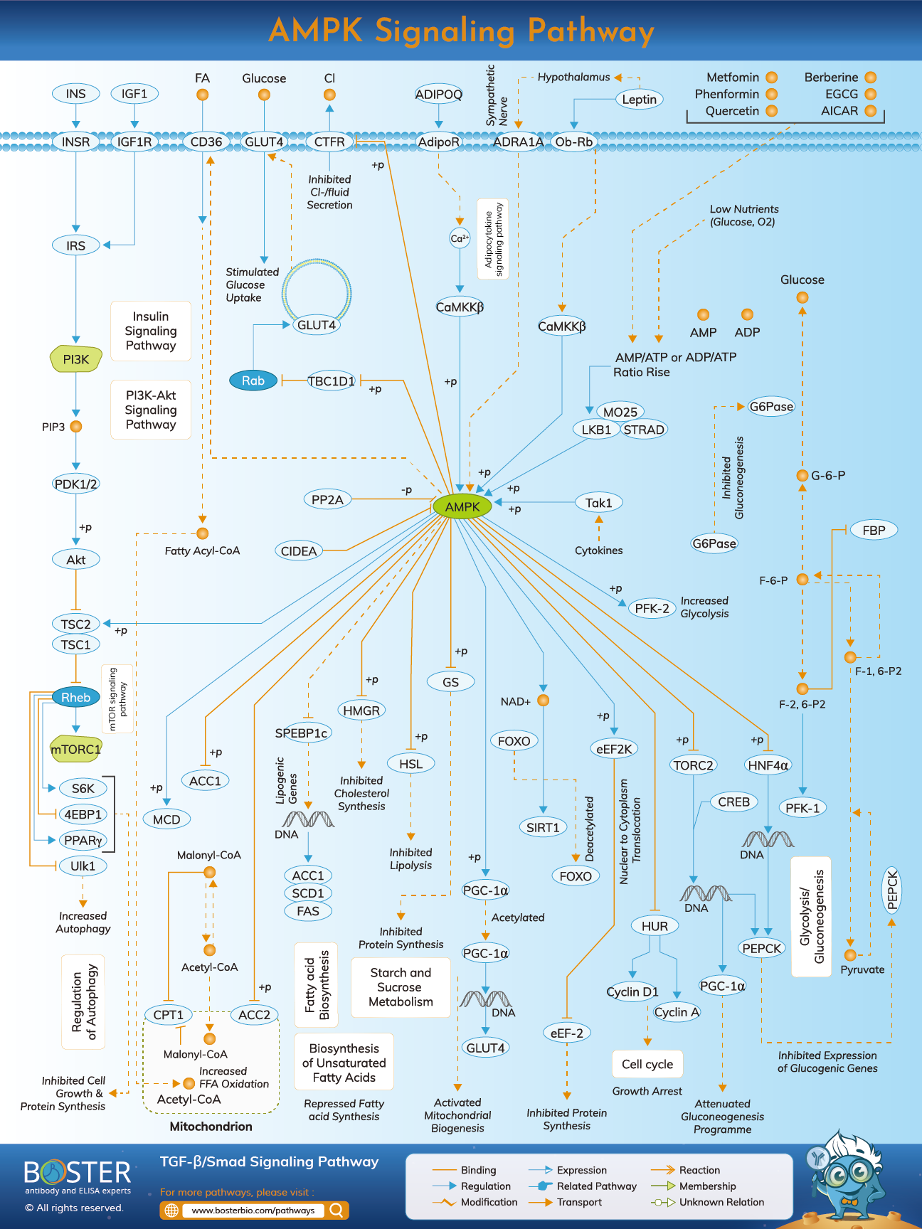 Diagram of AMPK signaling pathway in cellular metabolism