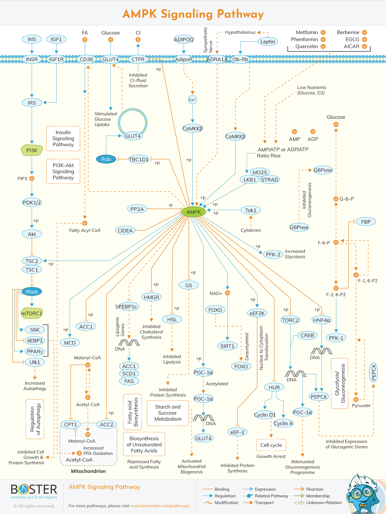 AMPK Signaling Pathway
