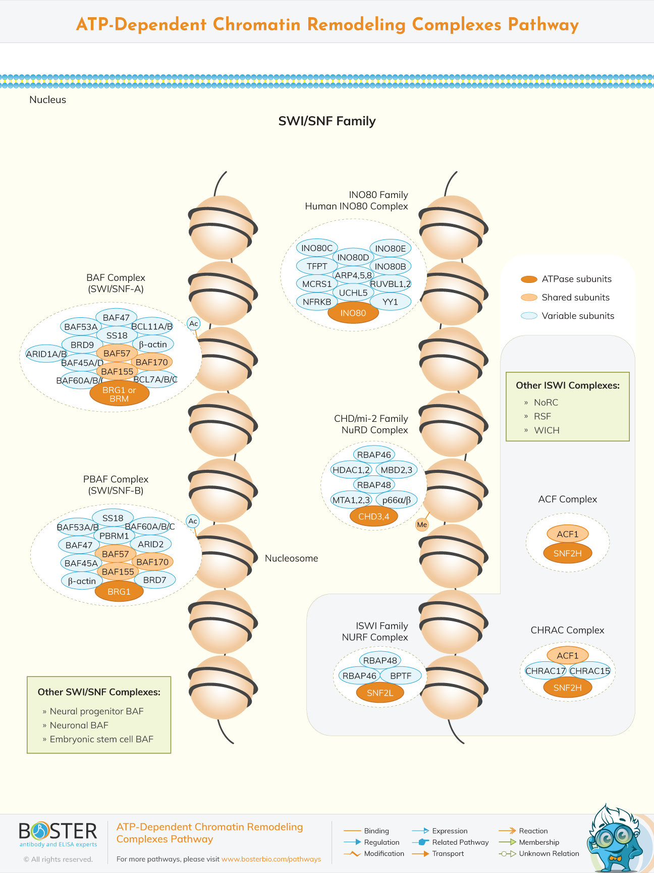 Diagram of ATP-Dependent Chromatin Remodeling Pathway