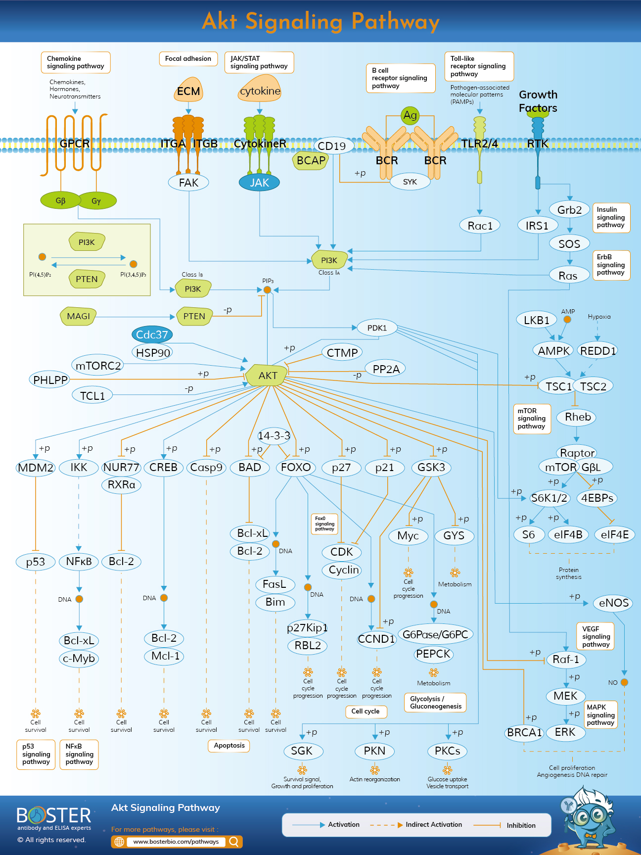 Diagram of Akt signaling pathway in cell signaling