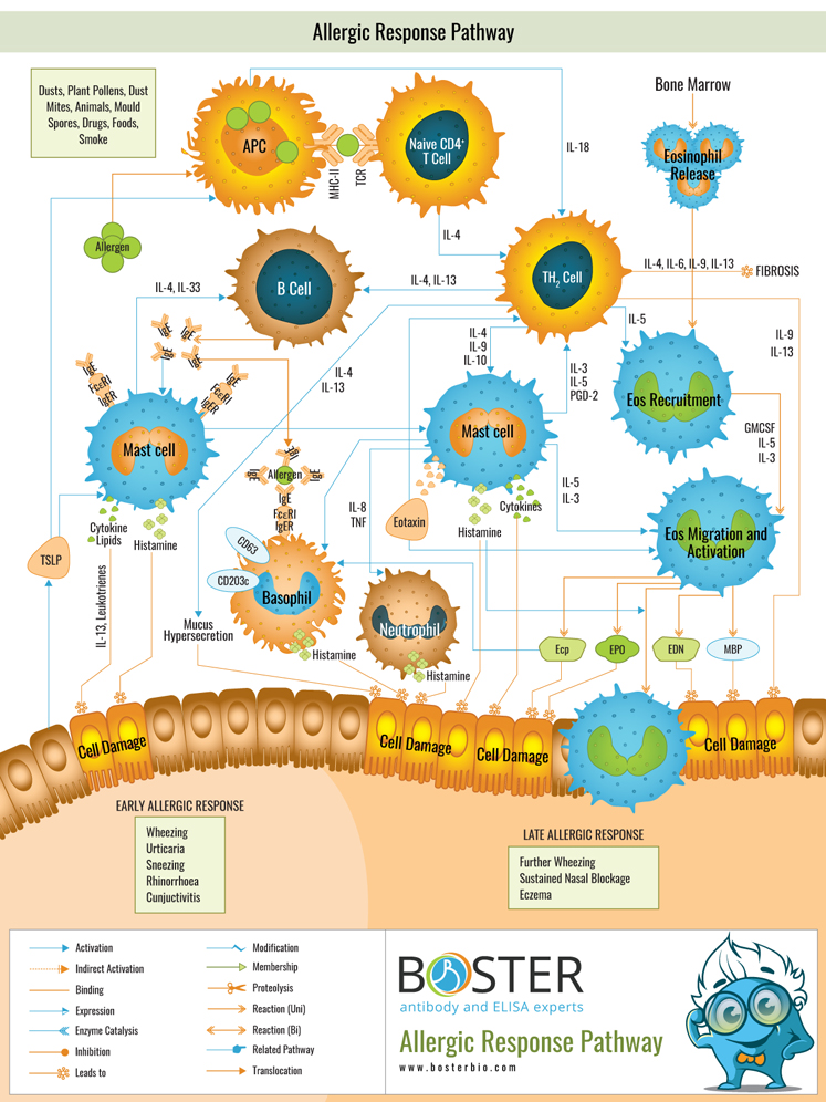 Allergic response pathway map