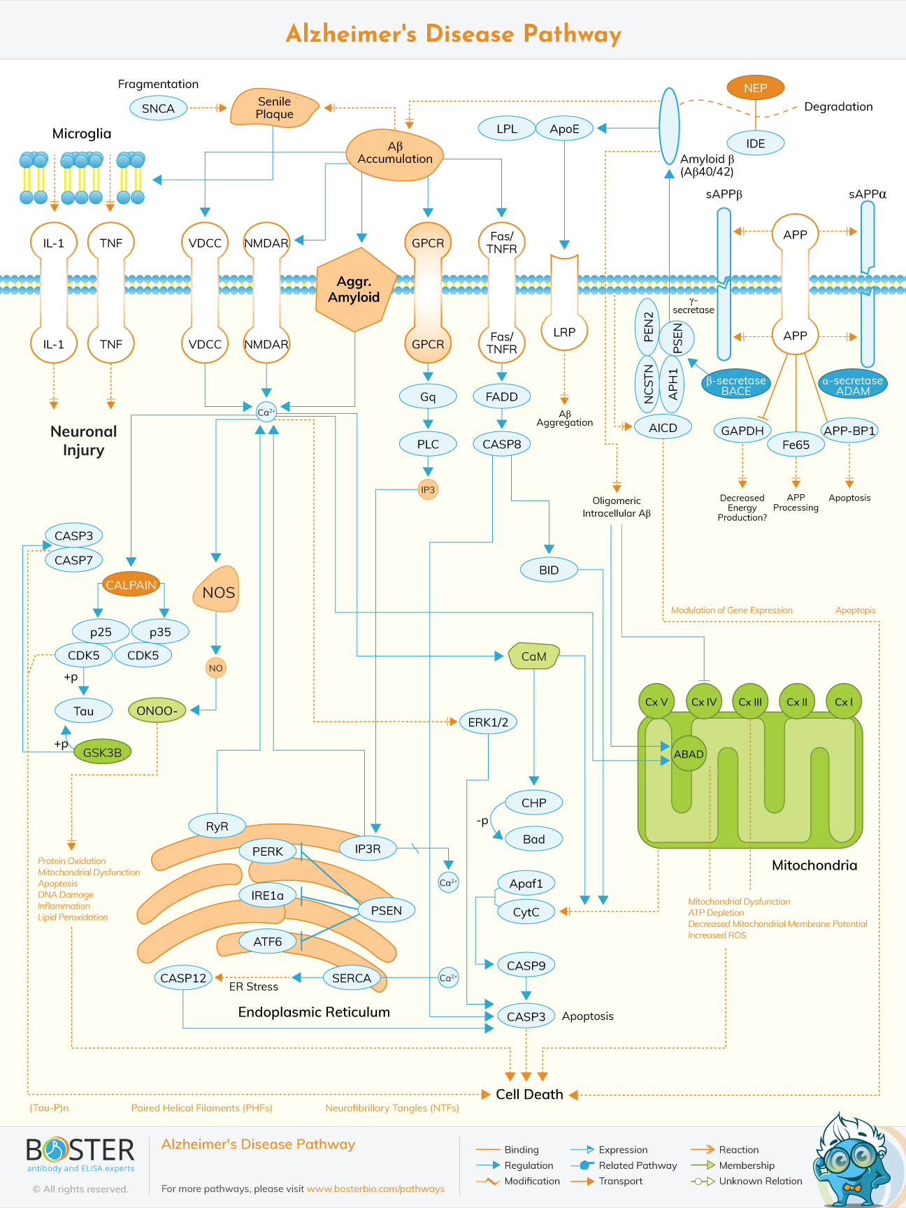 Alzheimers Disease Pathway
