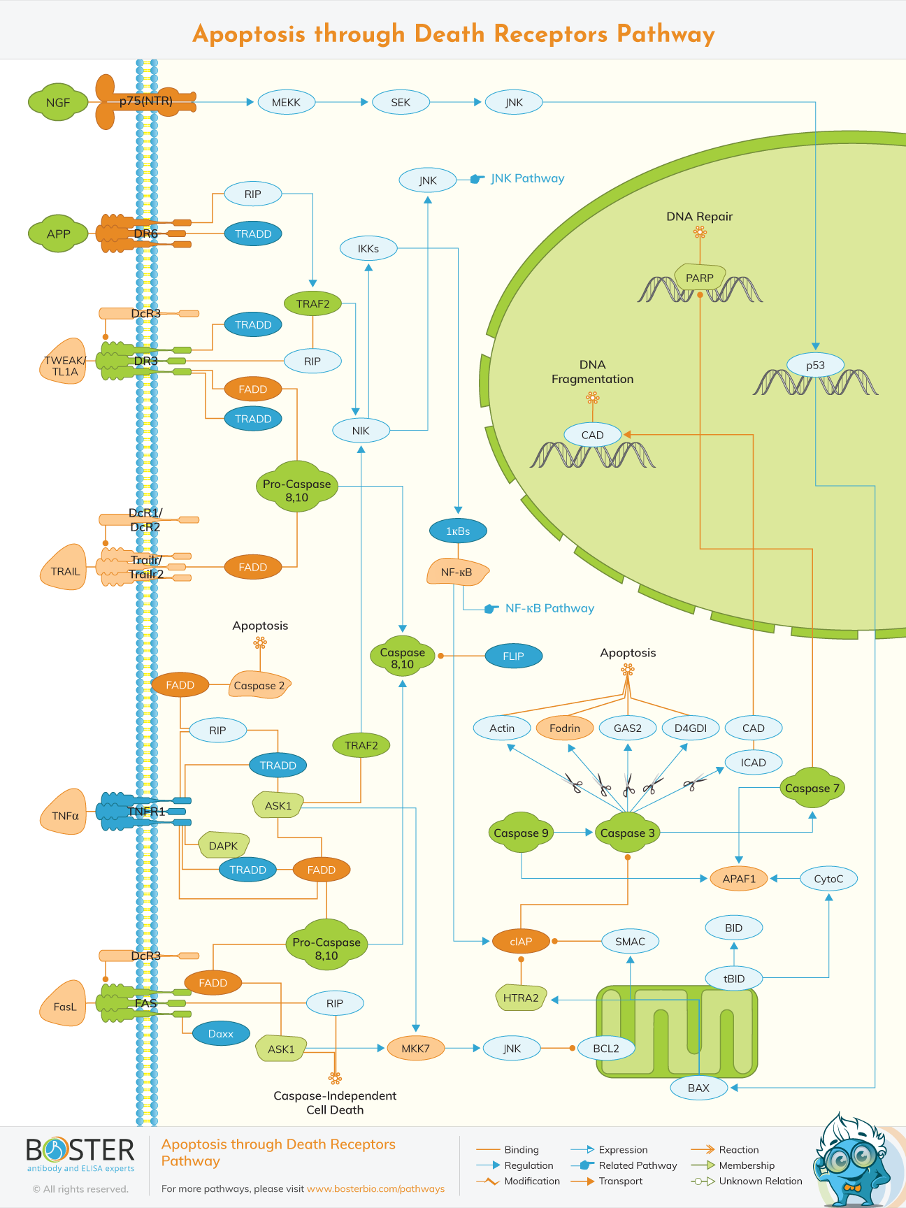 Diagram of apoptosis and death receptors pathway