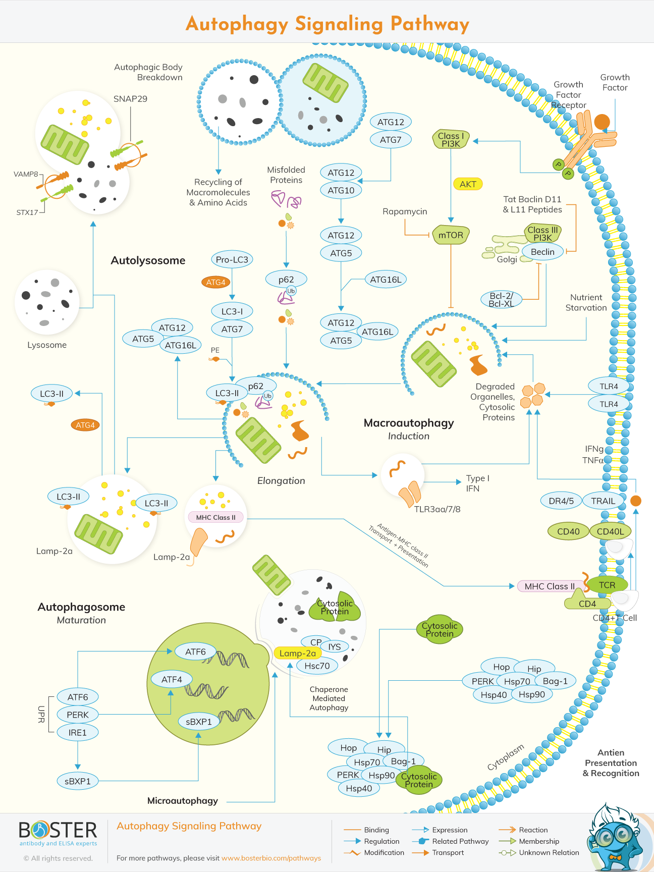 Diagram of autophagy signaling pathway in cell death