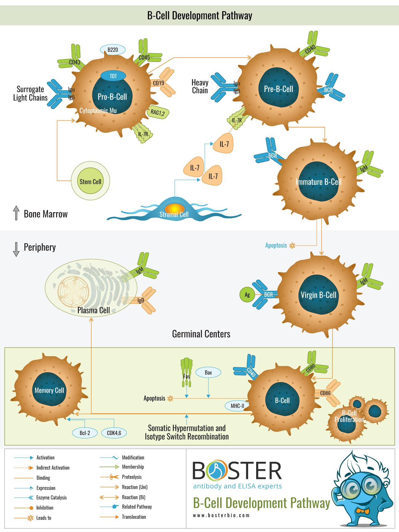 Diagram of B-Cell Development Pathway in Immunology