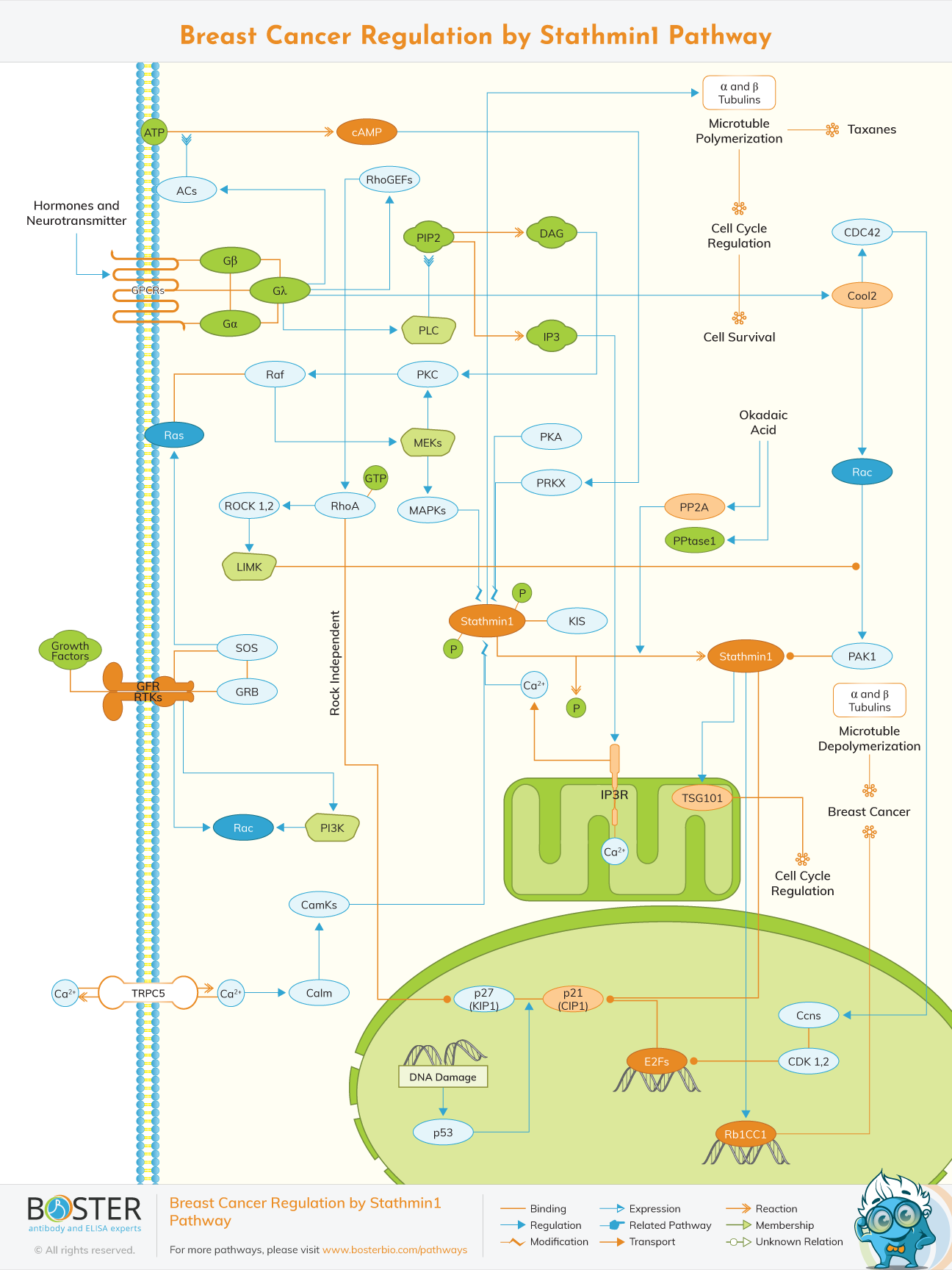 Diagram of breast cancer regulation by Stathmin1 pathway