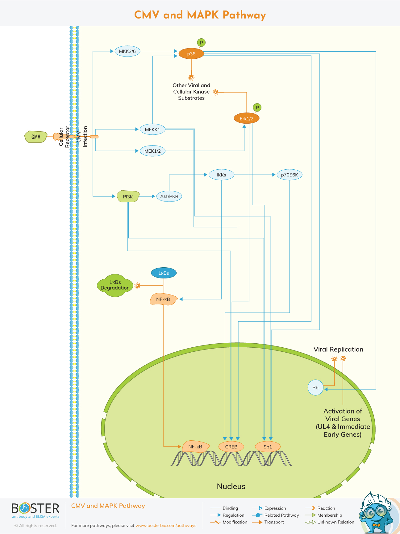 Diagram of CMV and MAPK signaling pathway