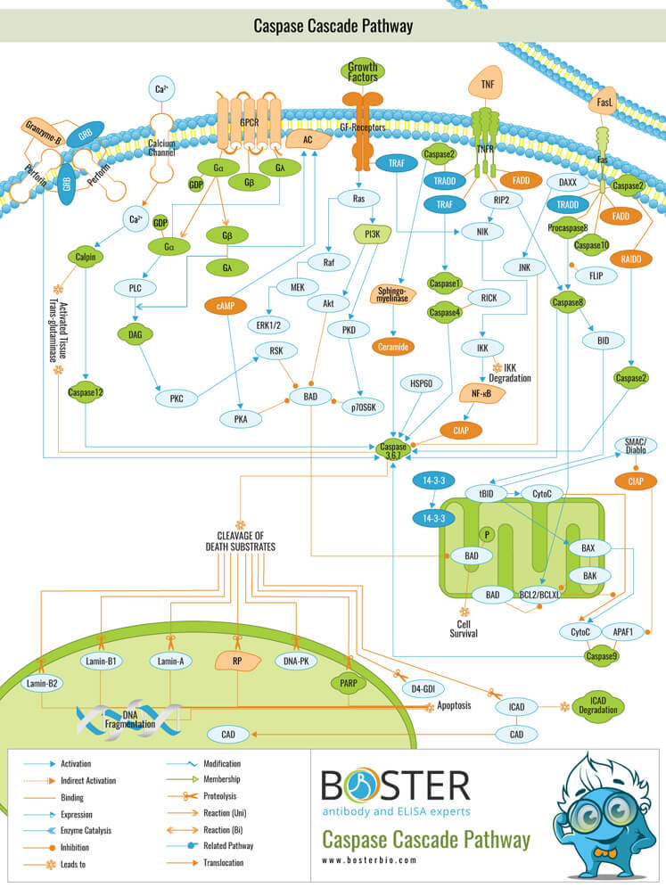 Caspase cascade pathway map