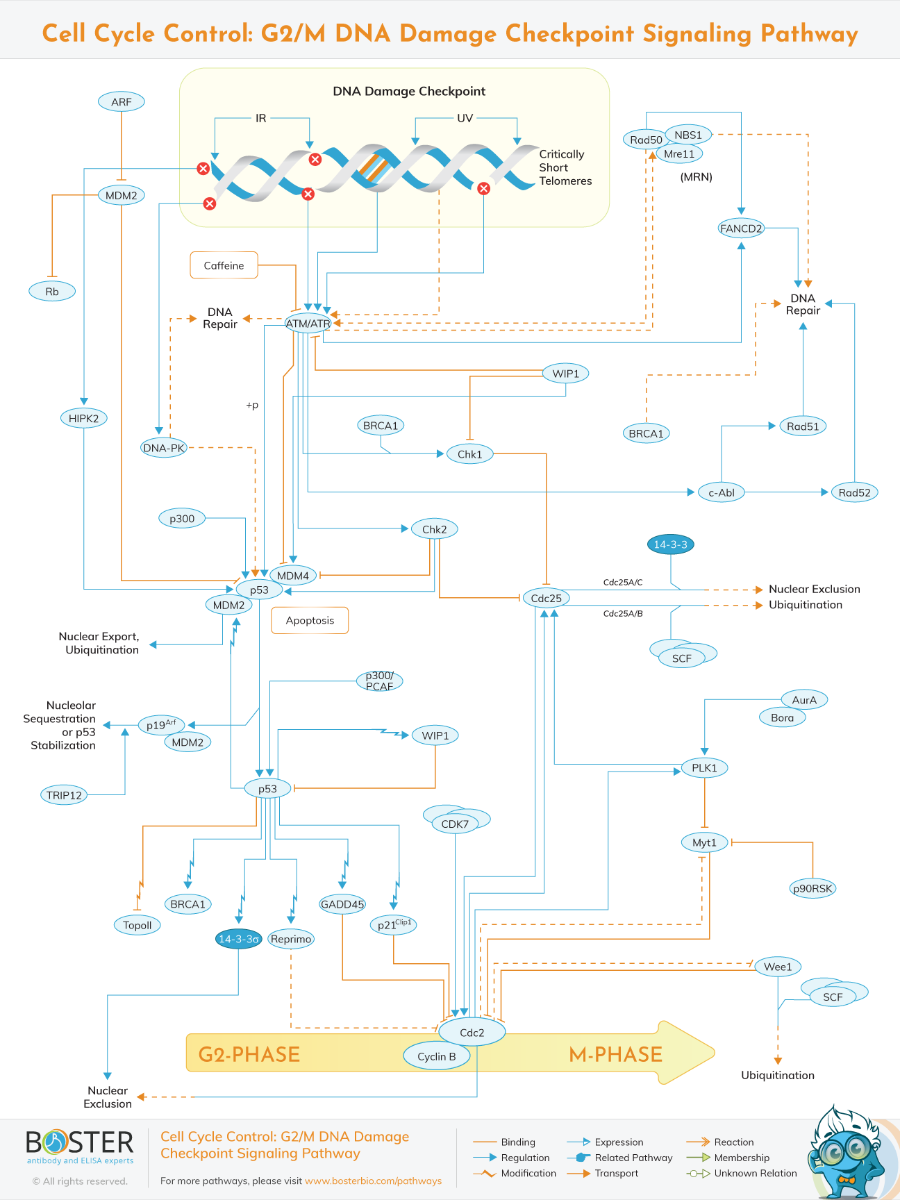 G2/M DNA Damage Checkpoint Pathway Diagram