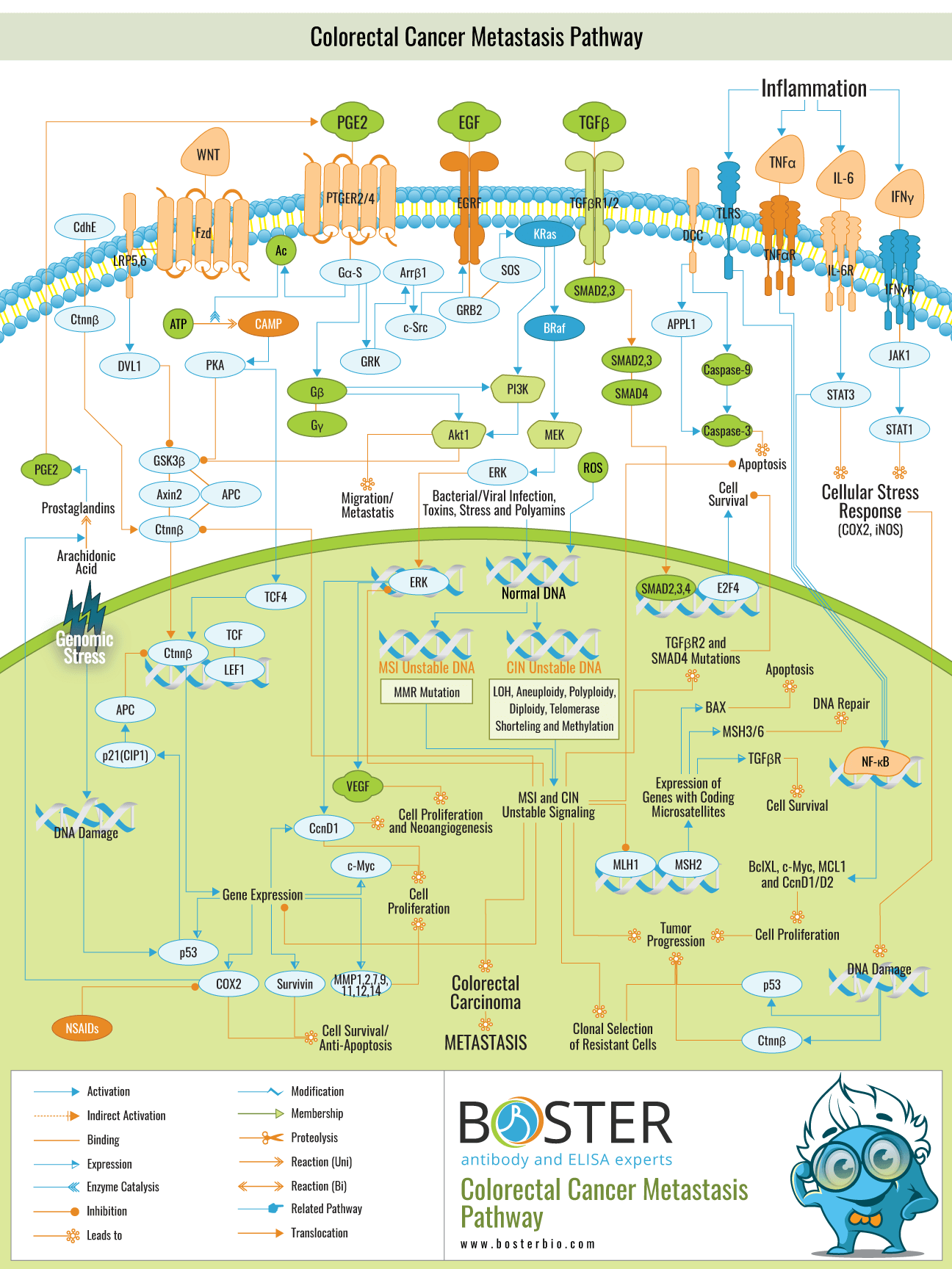 Diagram of colorectal cancer metastasis pathway