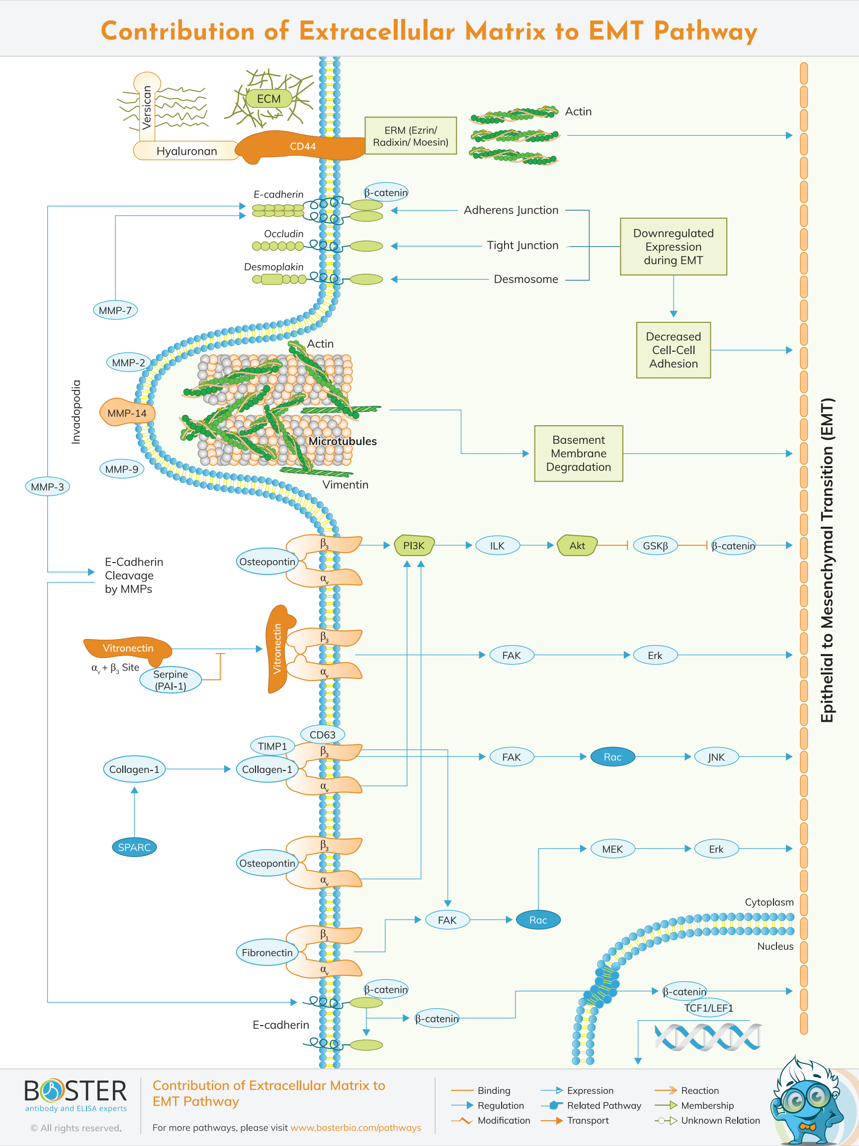 Contribution of extracellular matrix to EMT pathway map