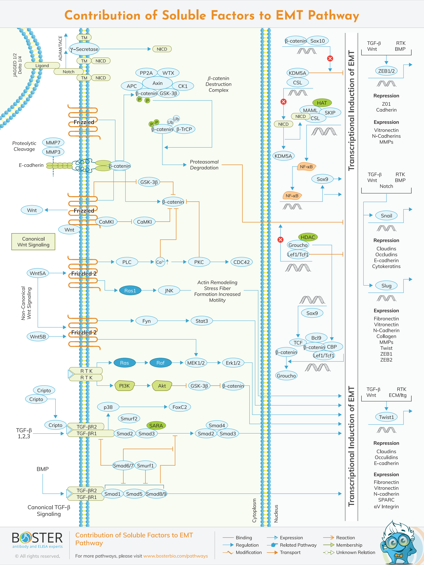 Contribution of soluble factors to EMT pathway map