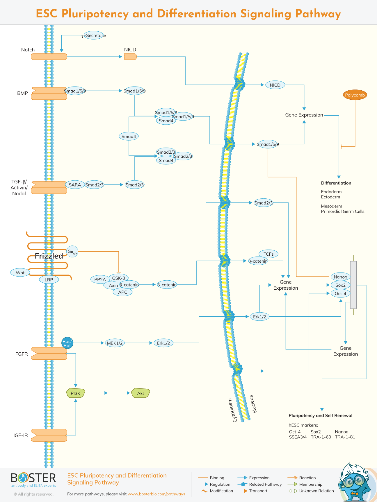 ESC pluripotency and differentiation signaling pathway diagram