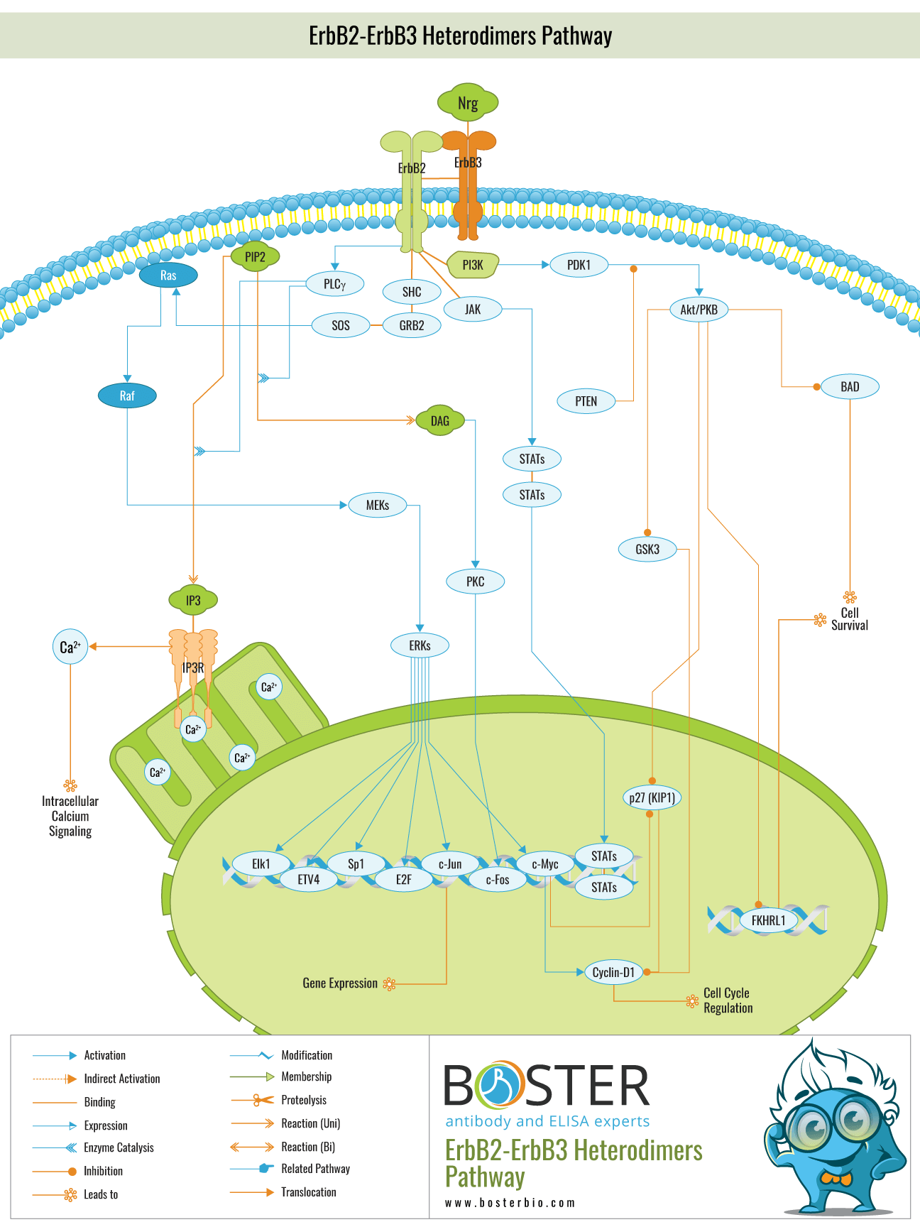 Diagram of ErbB2-ErbB3 Heterodimers Pathway