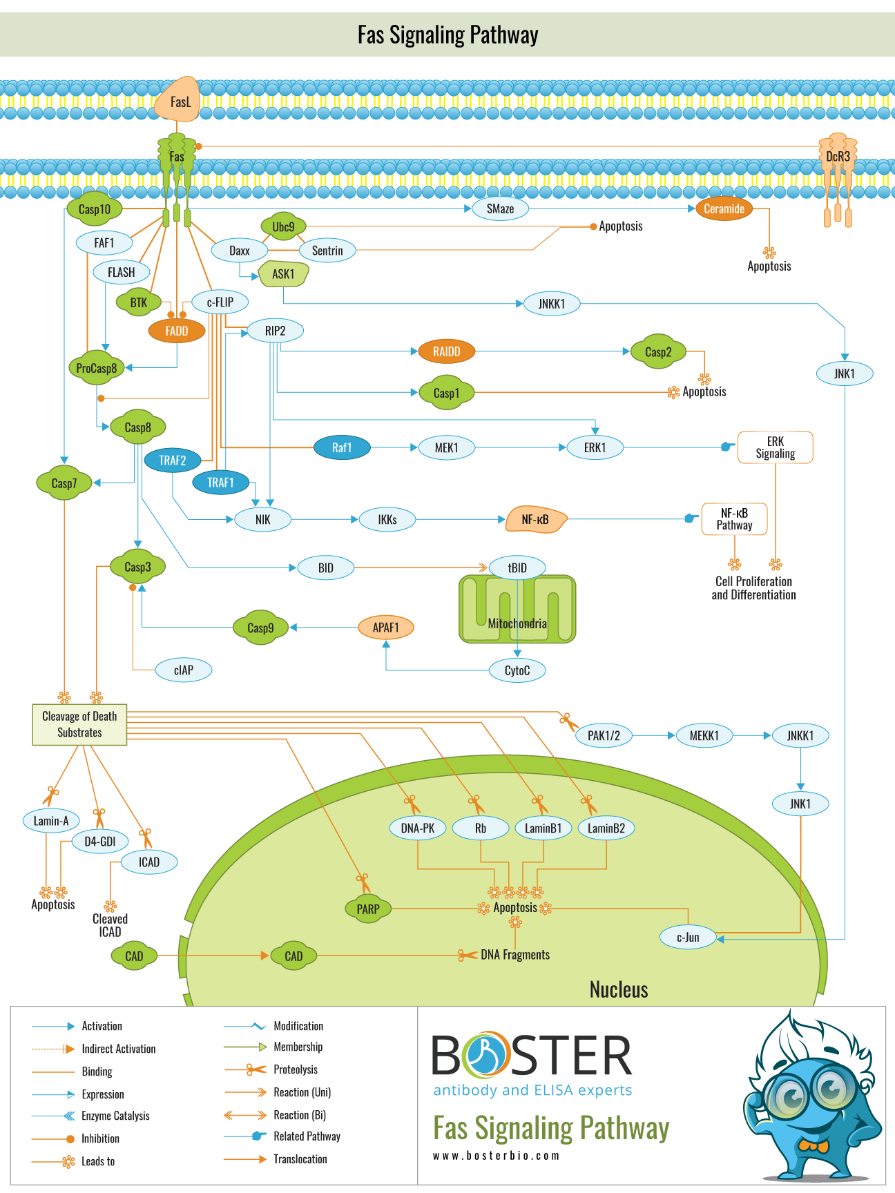 Diagram of Fas Signaling Pathway in Apoptosis