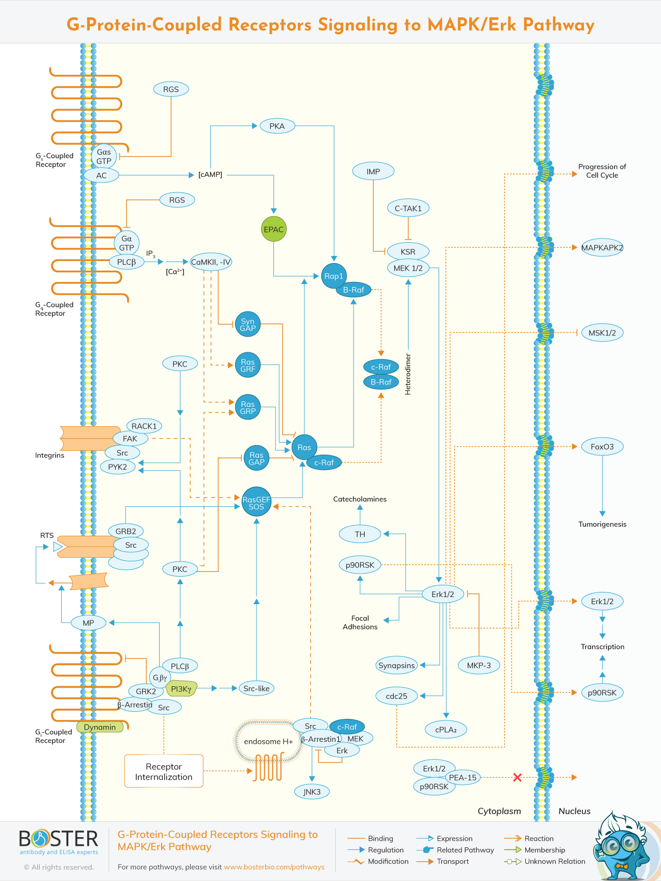Diagram of GPCR signaling to MAPK/Erk pathway