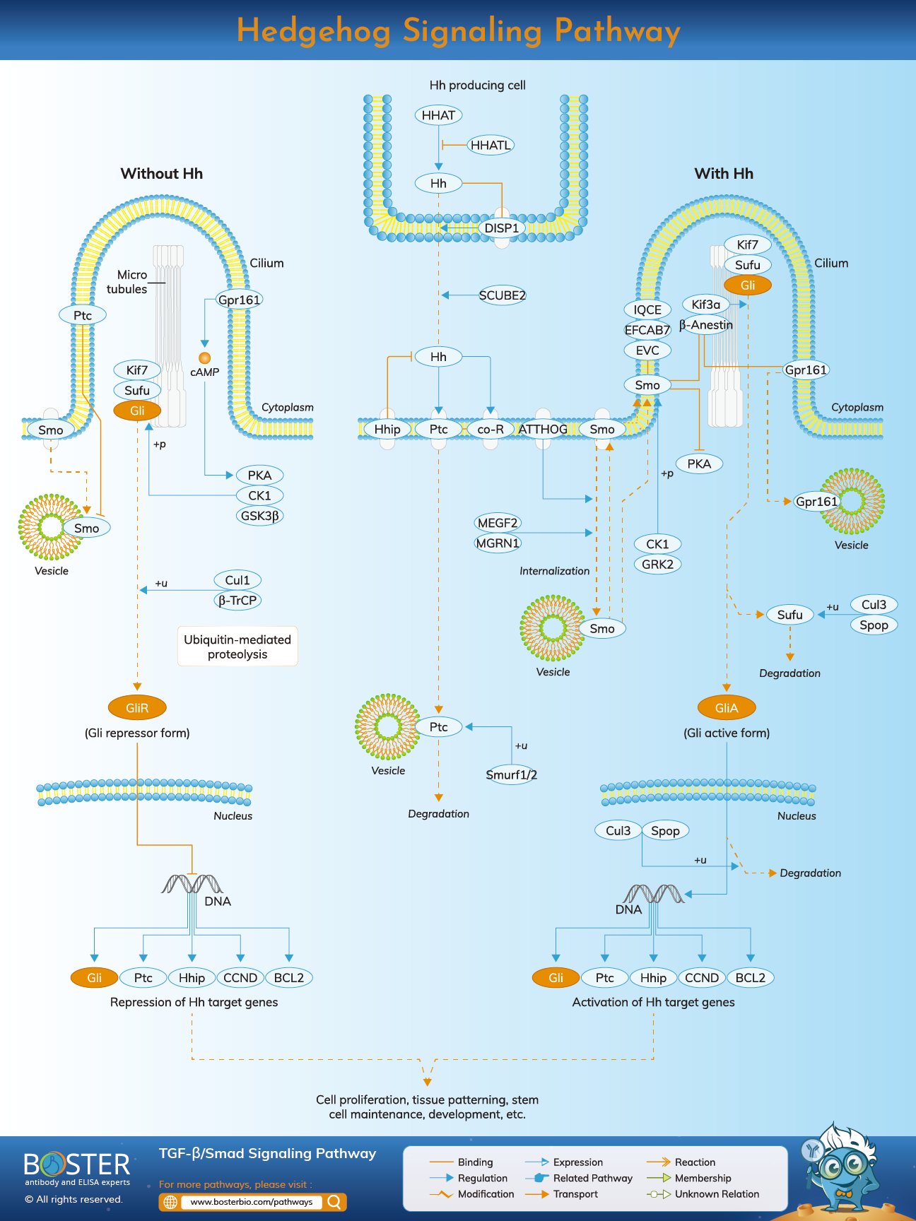 Diagram of Hedgehog signaling pathway in cancer and stem cells