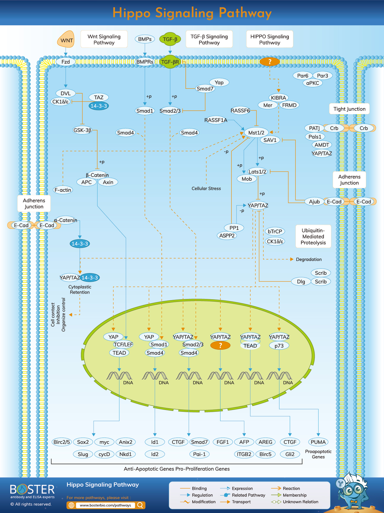 Diagram of Hippo Signaling Pathway in Developmental Biology