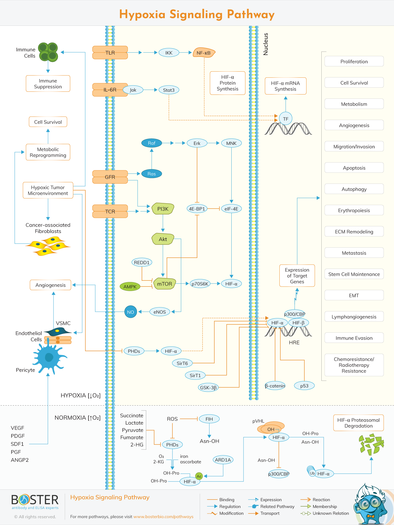 Hypoxia Signaling Pathway interactive map