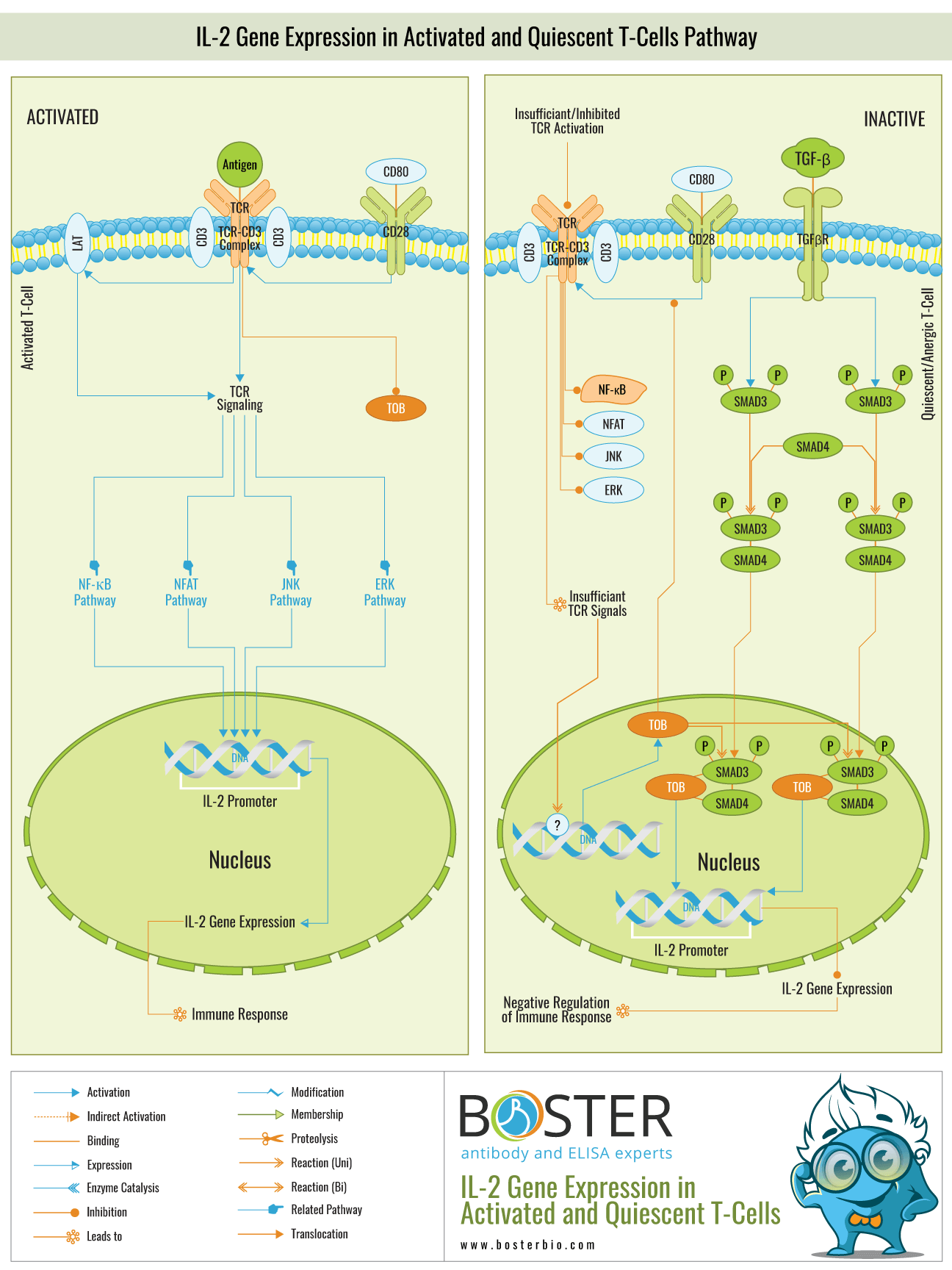 IL-2 gene expression in T-cells pathway diagram