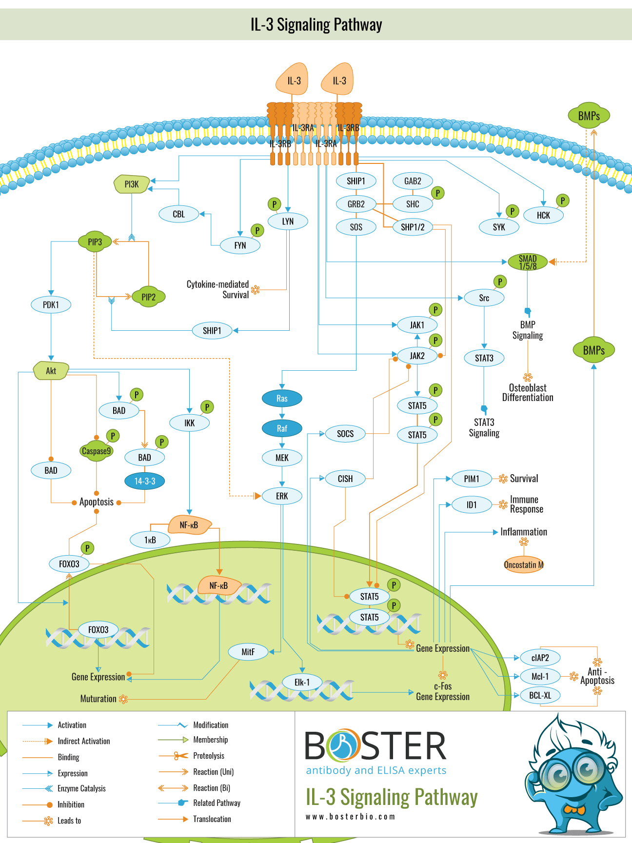 Diagram of IL-3 signaling pathway and cytokine interactions