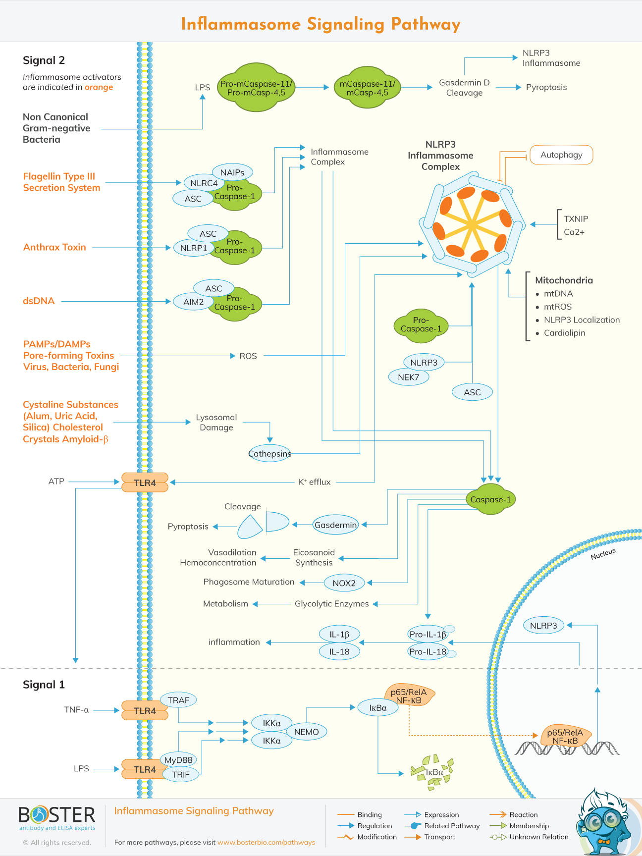 Diagram of the inflammasome signaling pathway in immunology