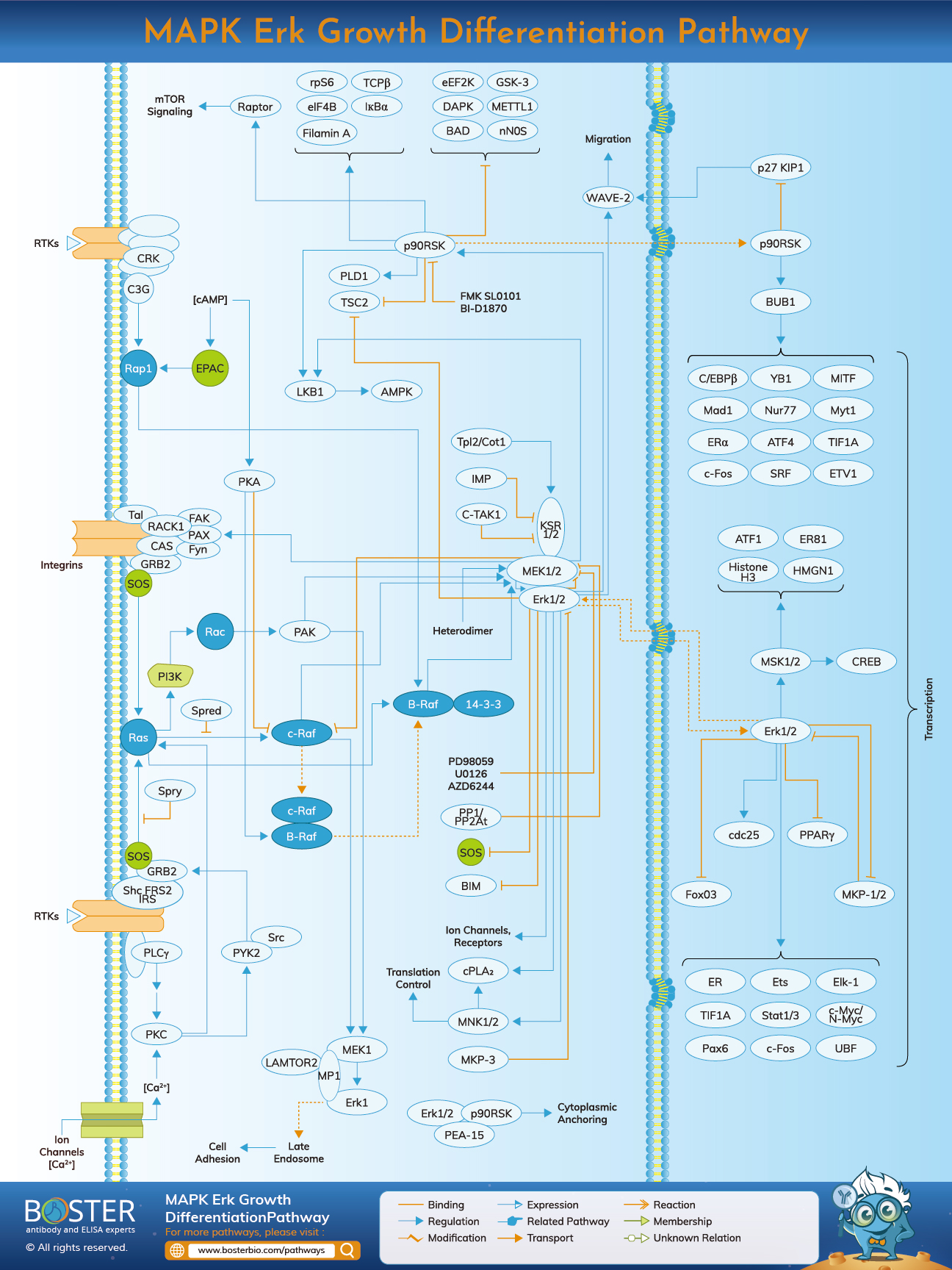 Diagram of MAPK/Erk growth and differentiation pathway
