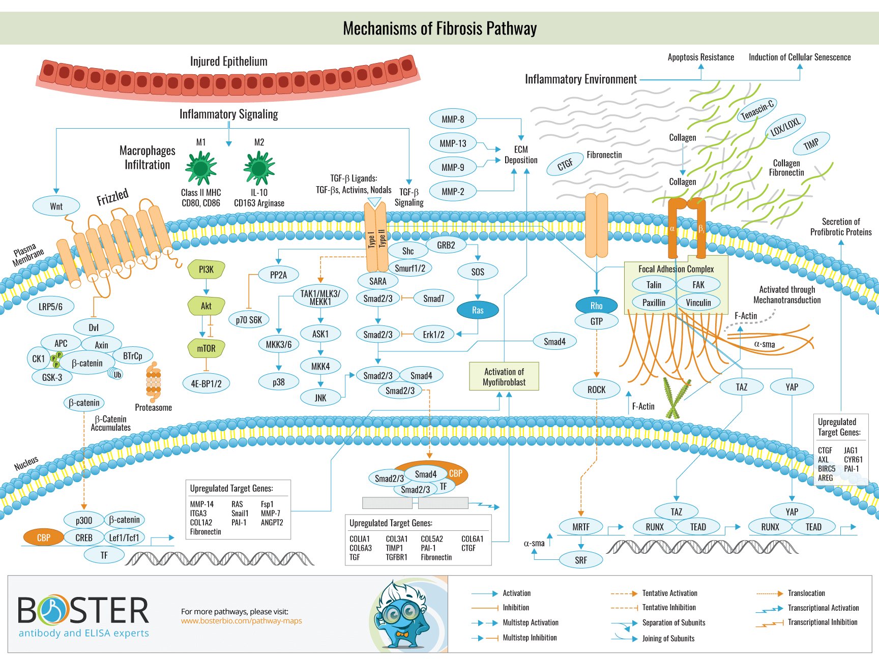 Diagram of mechanisms in fibrosis pathway